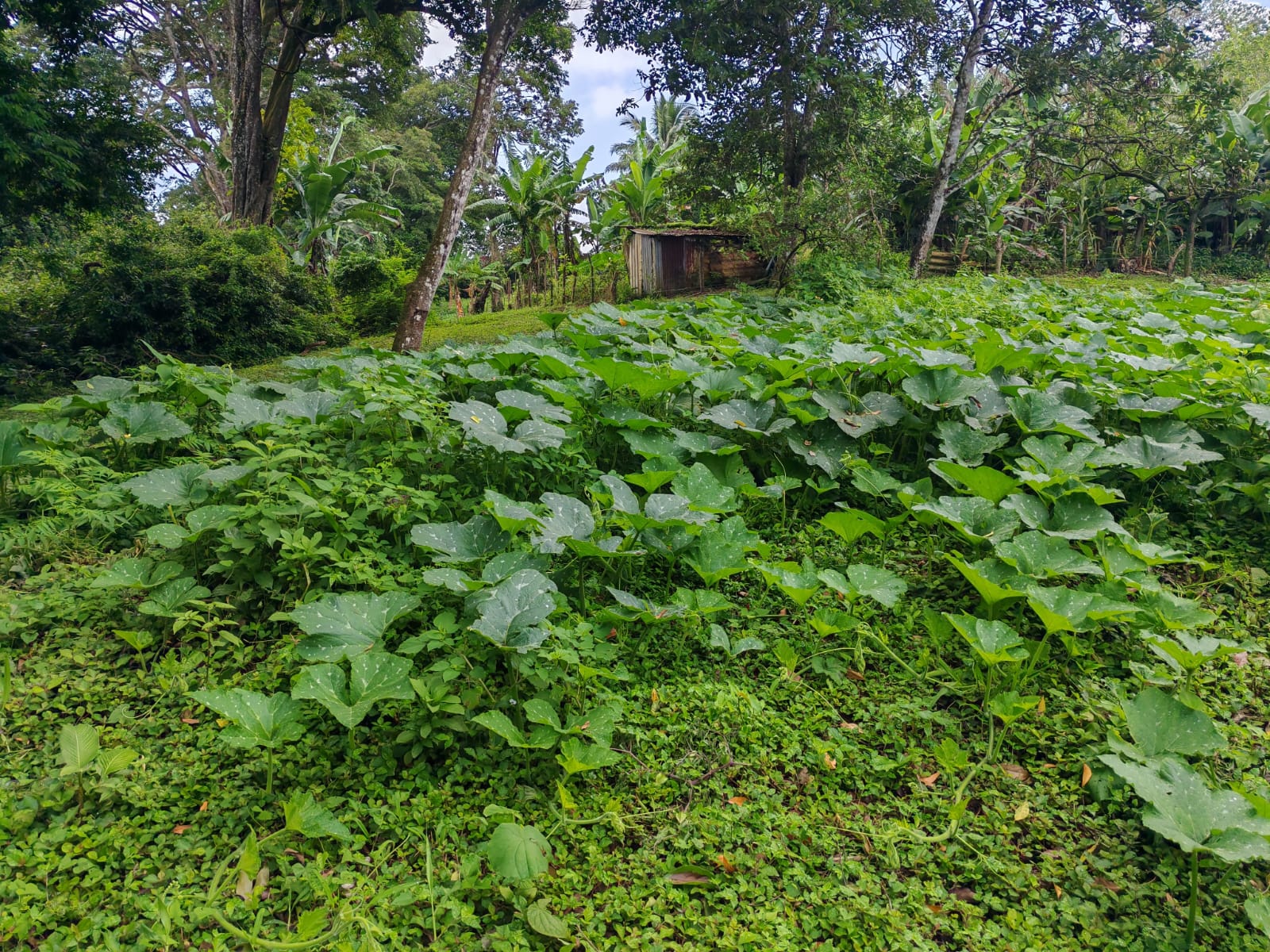 15,750 m² Lakefront Lot with Volcano Views, Fruit Trees & Direct Lake Access  photo 15