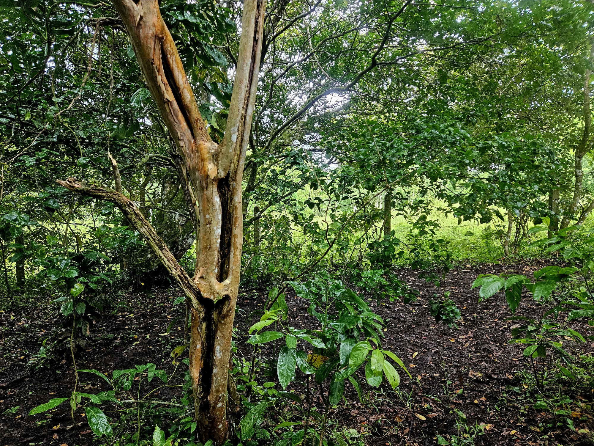 8,737 M2 (2.15 Acre) Lot with View  of Lake Arenal in Tronadora photo 14