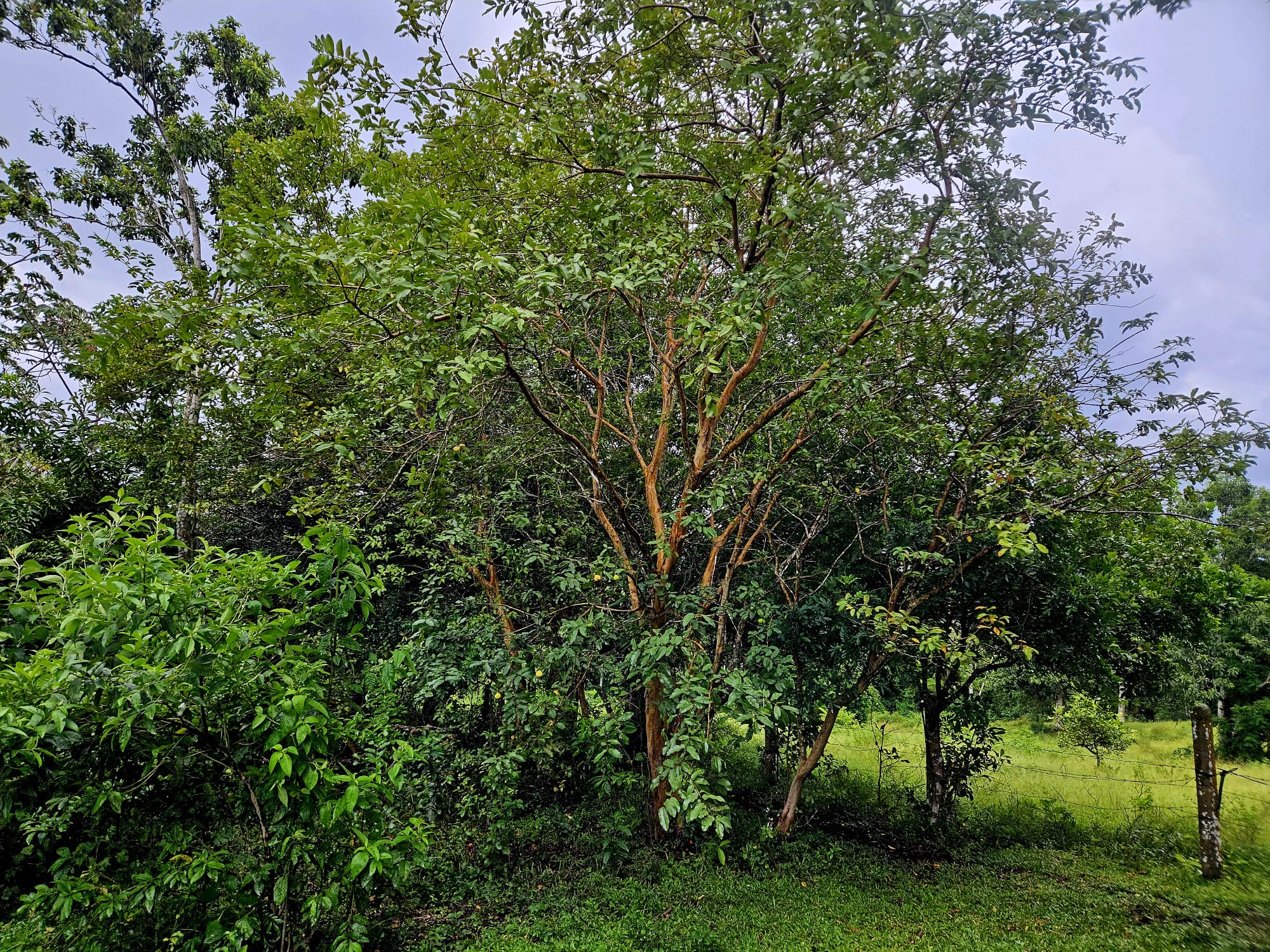 8,737 M2 (2.15 Acre) Lot with View  of Lake Arenal in Tronadora photo 16