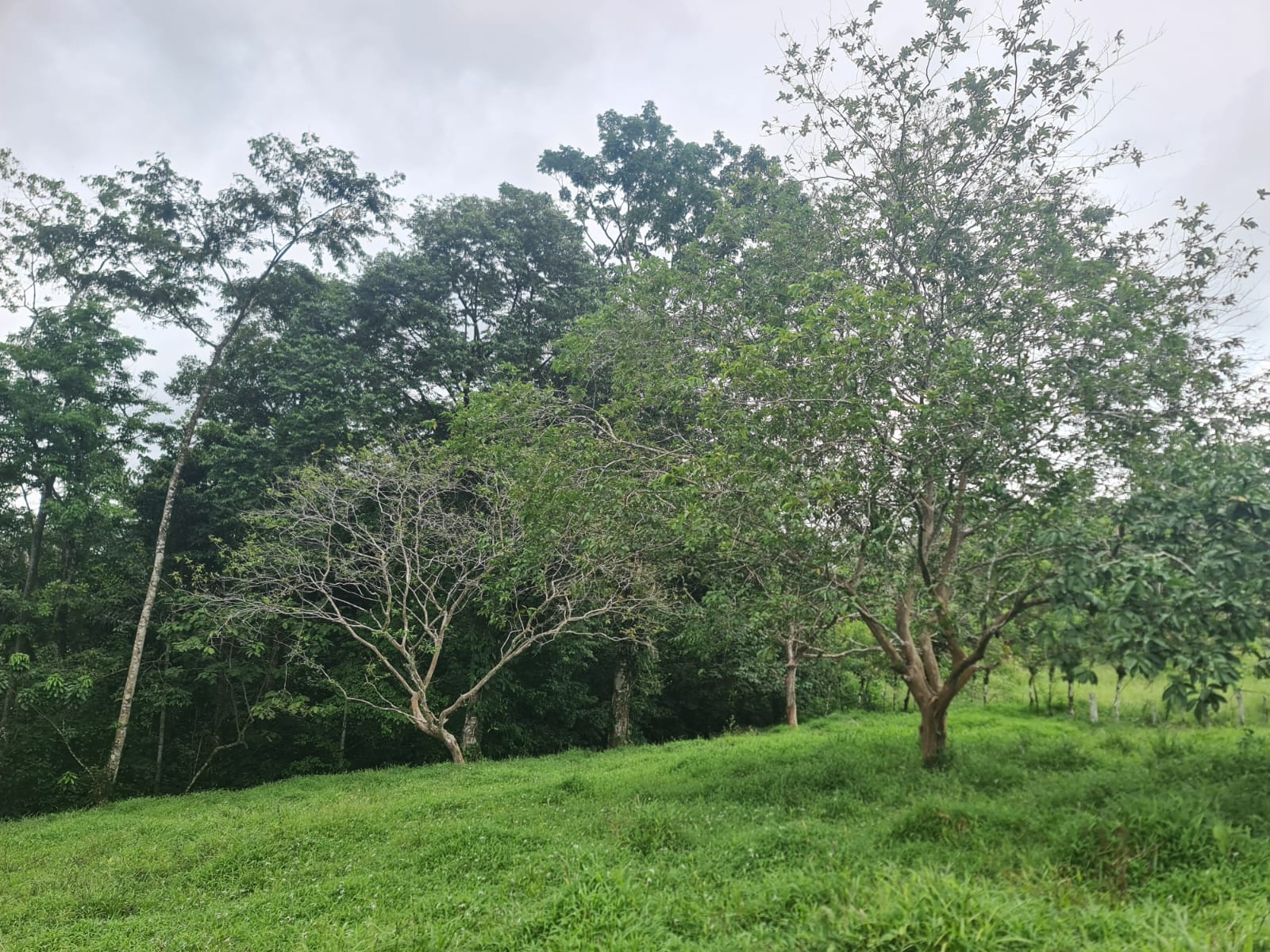 10,500 M2 (2.59 Acres) Lot with a Creek in Río Celeste photo 16