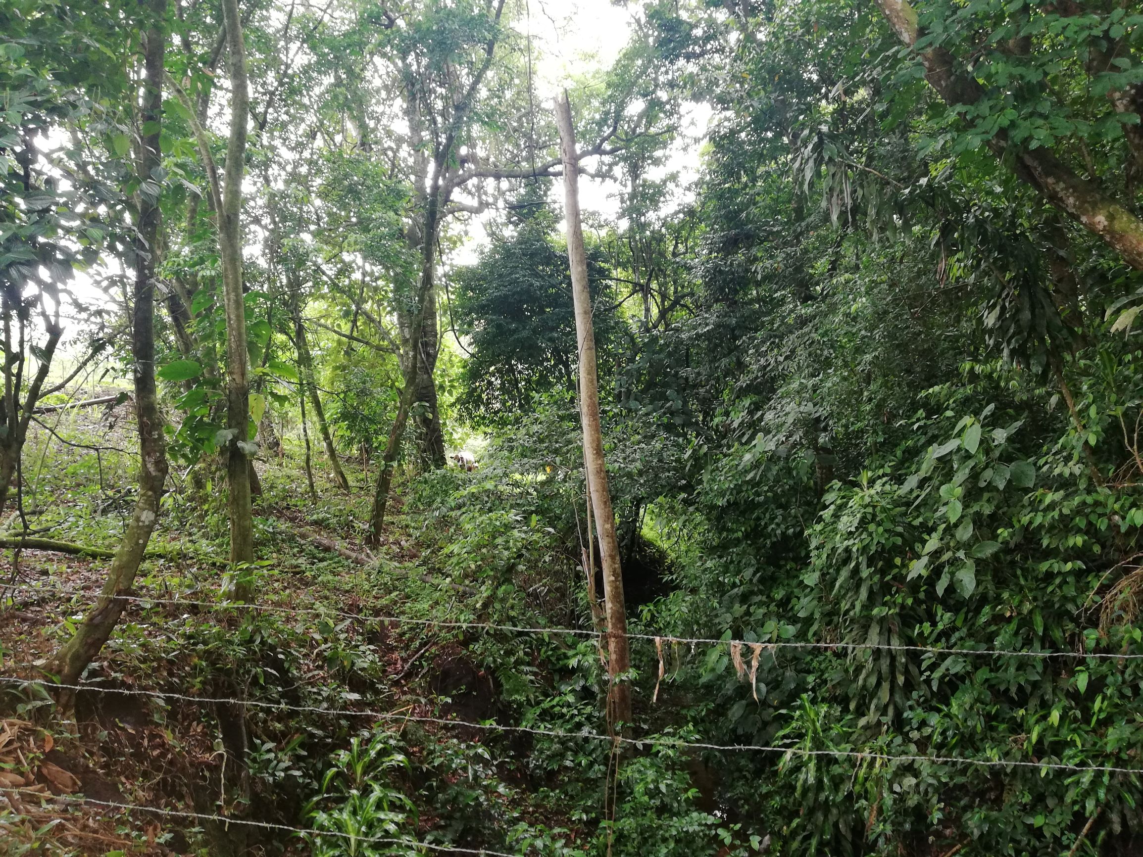 READY TO BUILD! 2,670m2 Parcel near Downtown Tronadora  photo 10