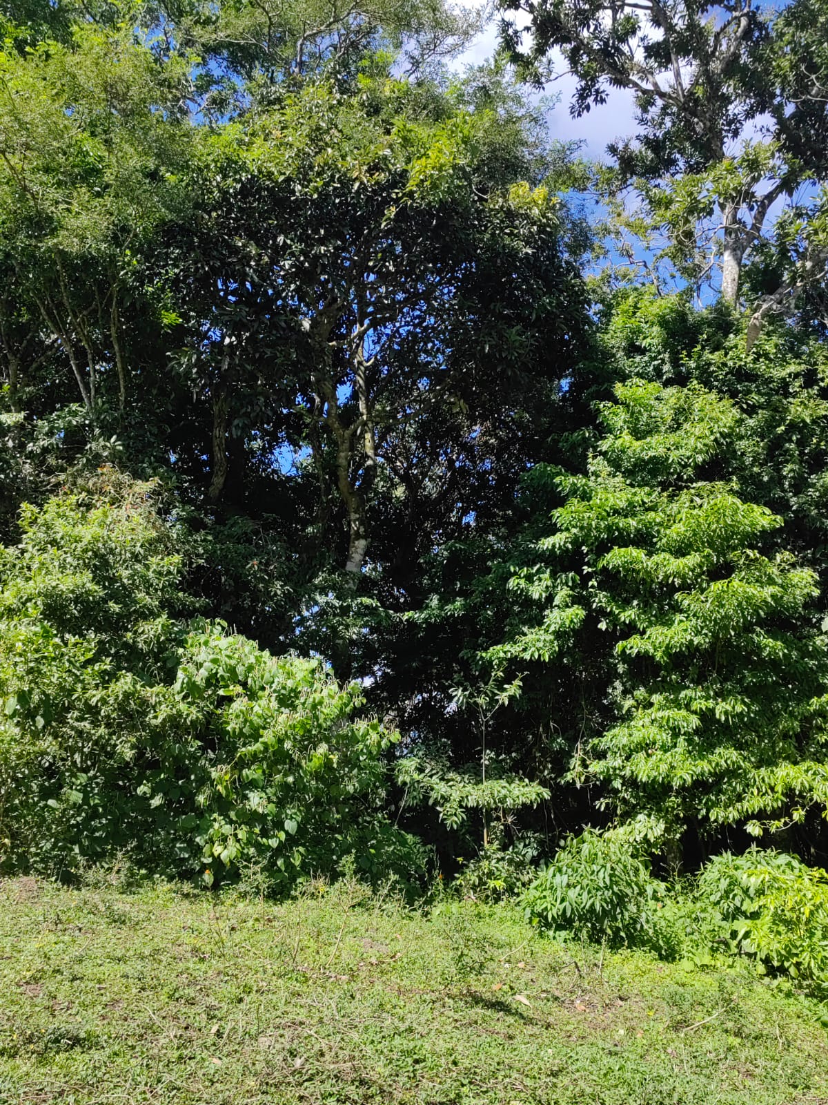 Large Lake view lot of 12,159 square meters in San Luis, Tilarán  photo 13