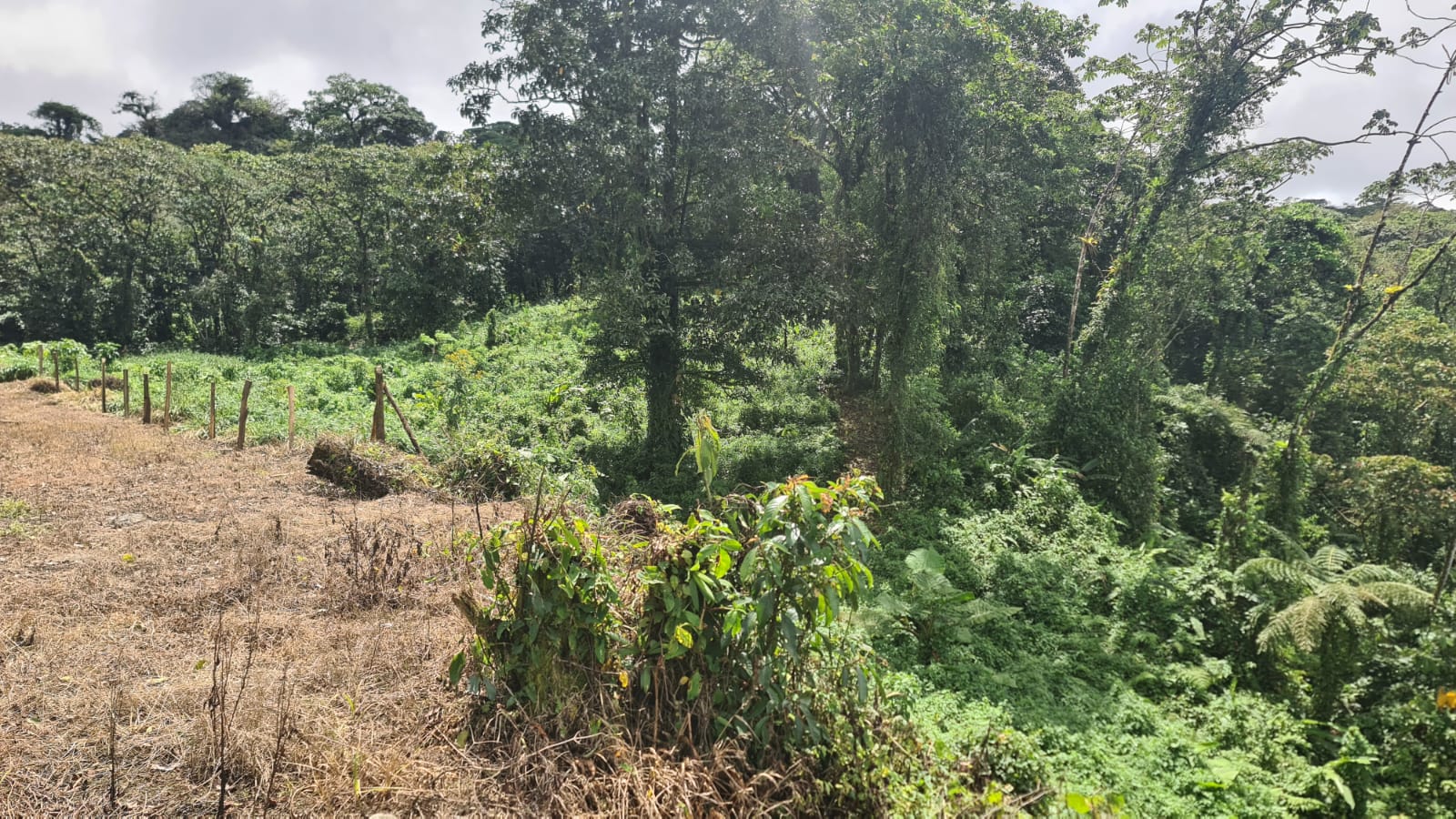 33 Hectare (81.5 acre) Property with Volcano Views in San Carlos, Alajuela photo 23