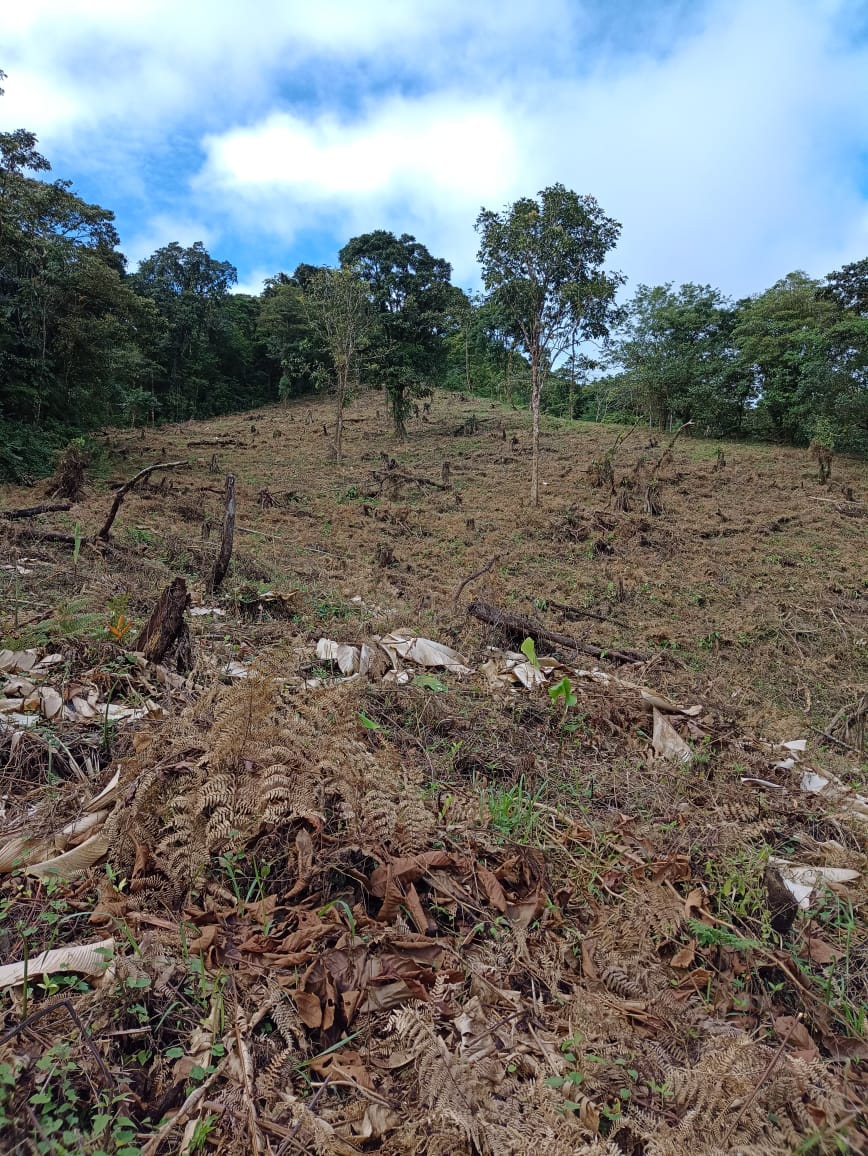 33 Hectare (81.5 acre) Property with Volcano Views in San Carlos, Alajuela photo 11