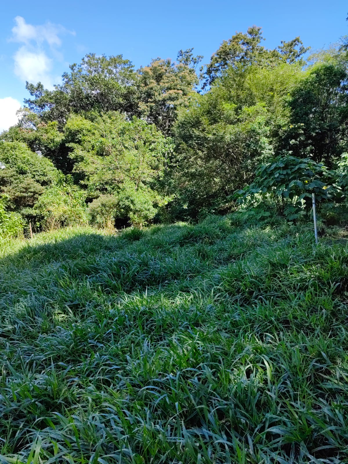 Large Lake view lot of 12,159 square meters in San Luis, Tilarán  photo 7