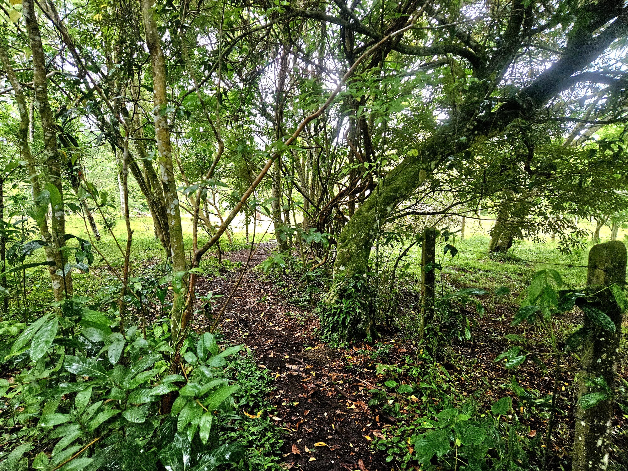 8,737 M2 (2.15 Acre) Lot with View  of Lake Arenal in Tronadora photo 11