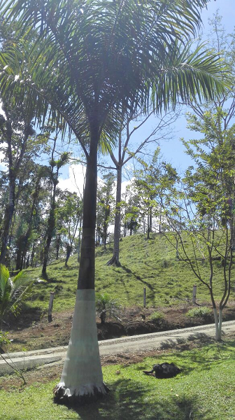 Beautiful 5 Bedroom 3 Bathroom Home Estate on 66 acres In Guatuso photo 17