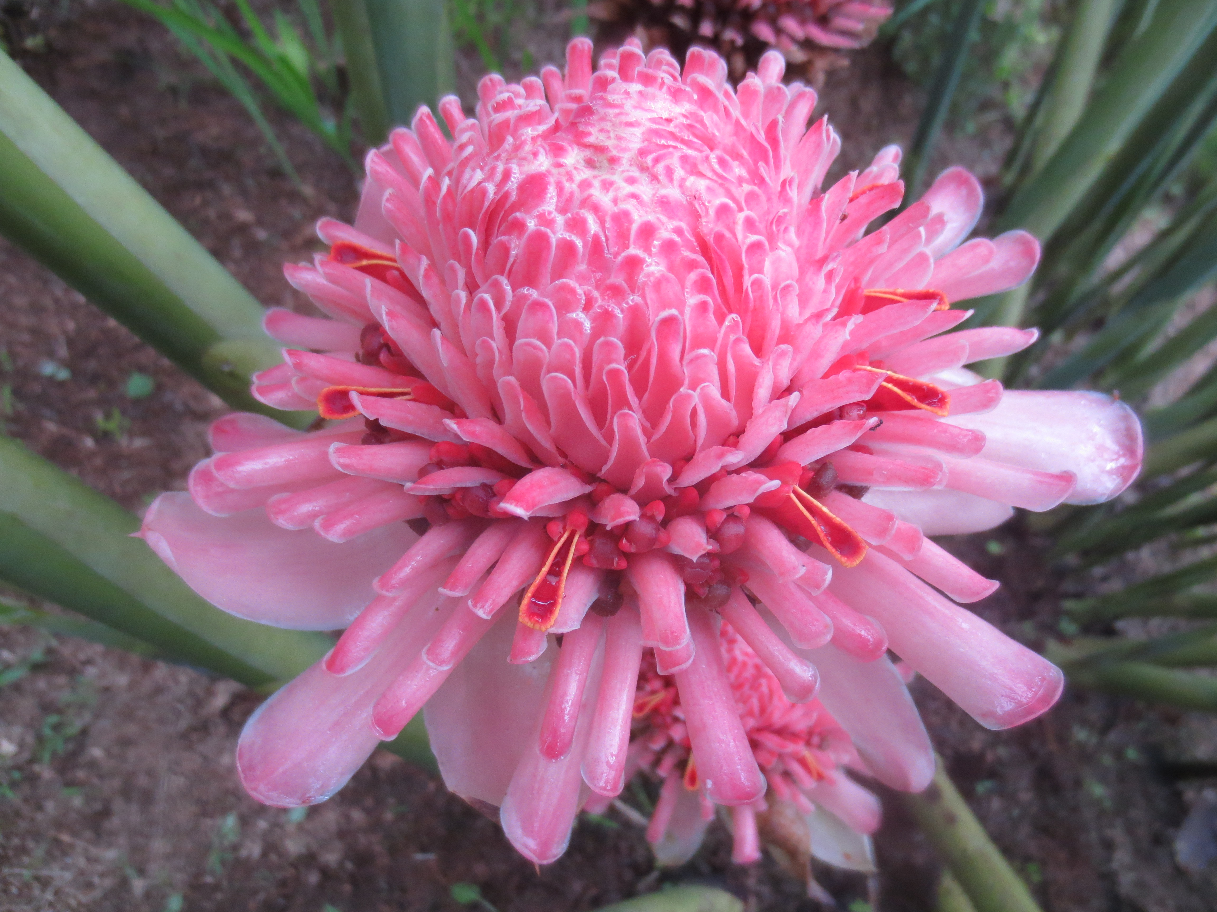 Casa Pink Sky 3BD 3BA – A Private Sanctuary with Volcano & Mountain Views photo 42