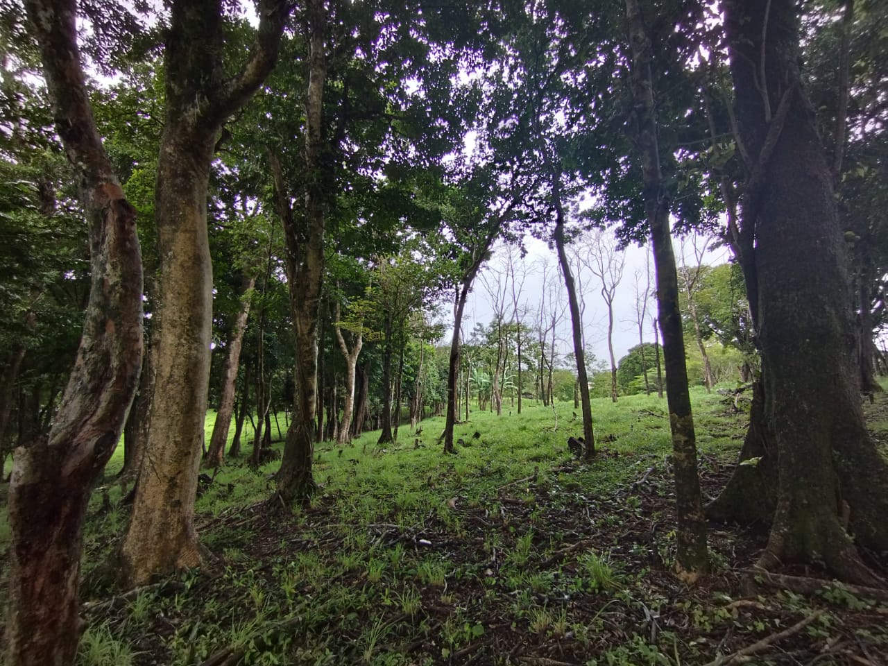 Expansive 30,229 m² (7.46 Acre) Lot w/ House & Scenic Views in Tierras Morenas photo 13