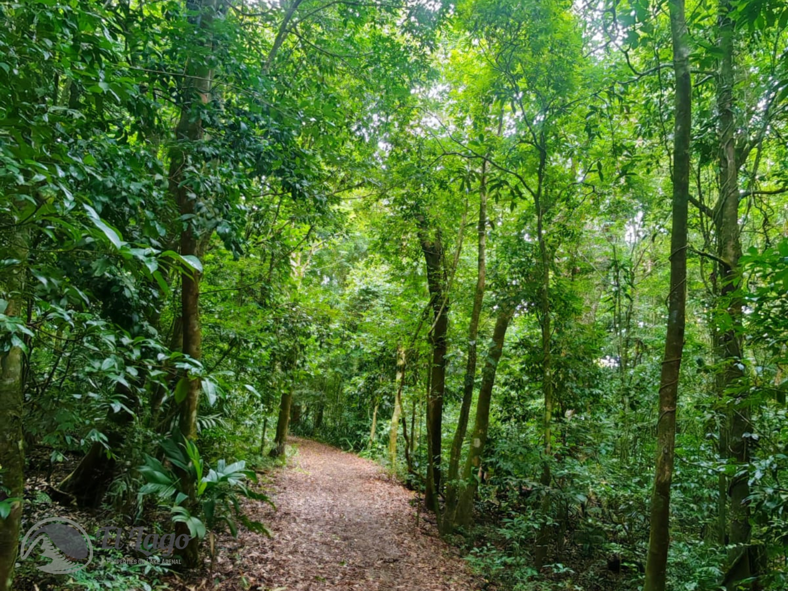 Luxury Estate w/ 8 BD, 9 BA, Private Forest, and Development Potential photo 108