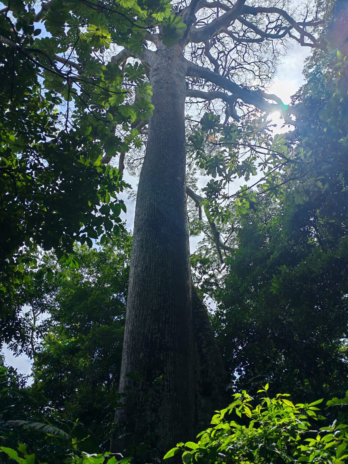 15,750 m² Lakefront Lot with Volcano Views, Fruit Trees & Direct Lake Access  photo 18