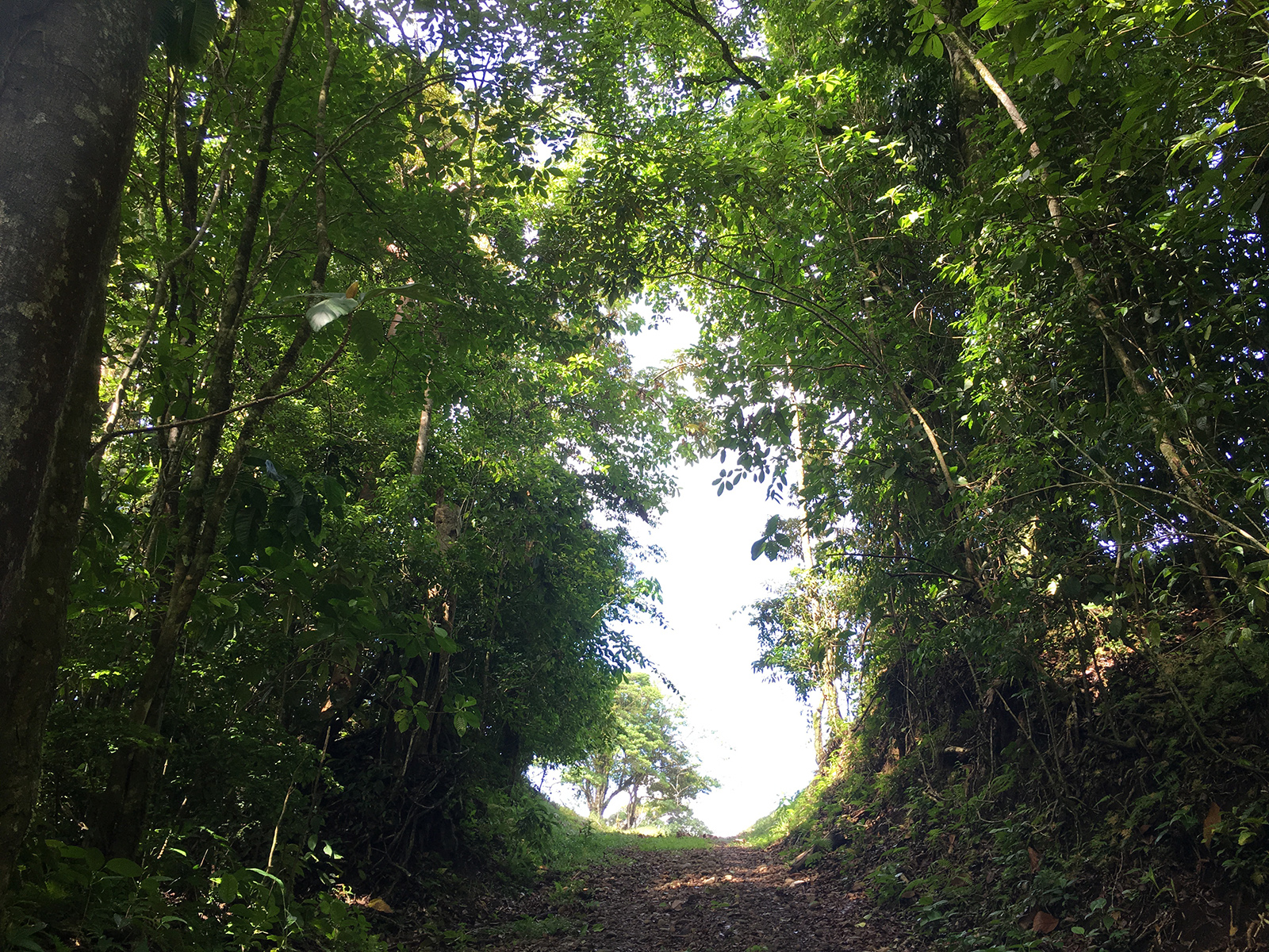 Beautiful, 5337 m2 Lake and Volcano View Lot in Gated Community in Nuevo Arenal photo 8