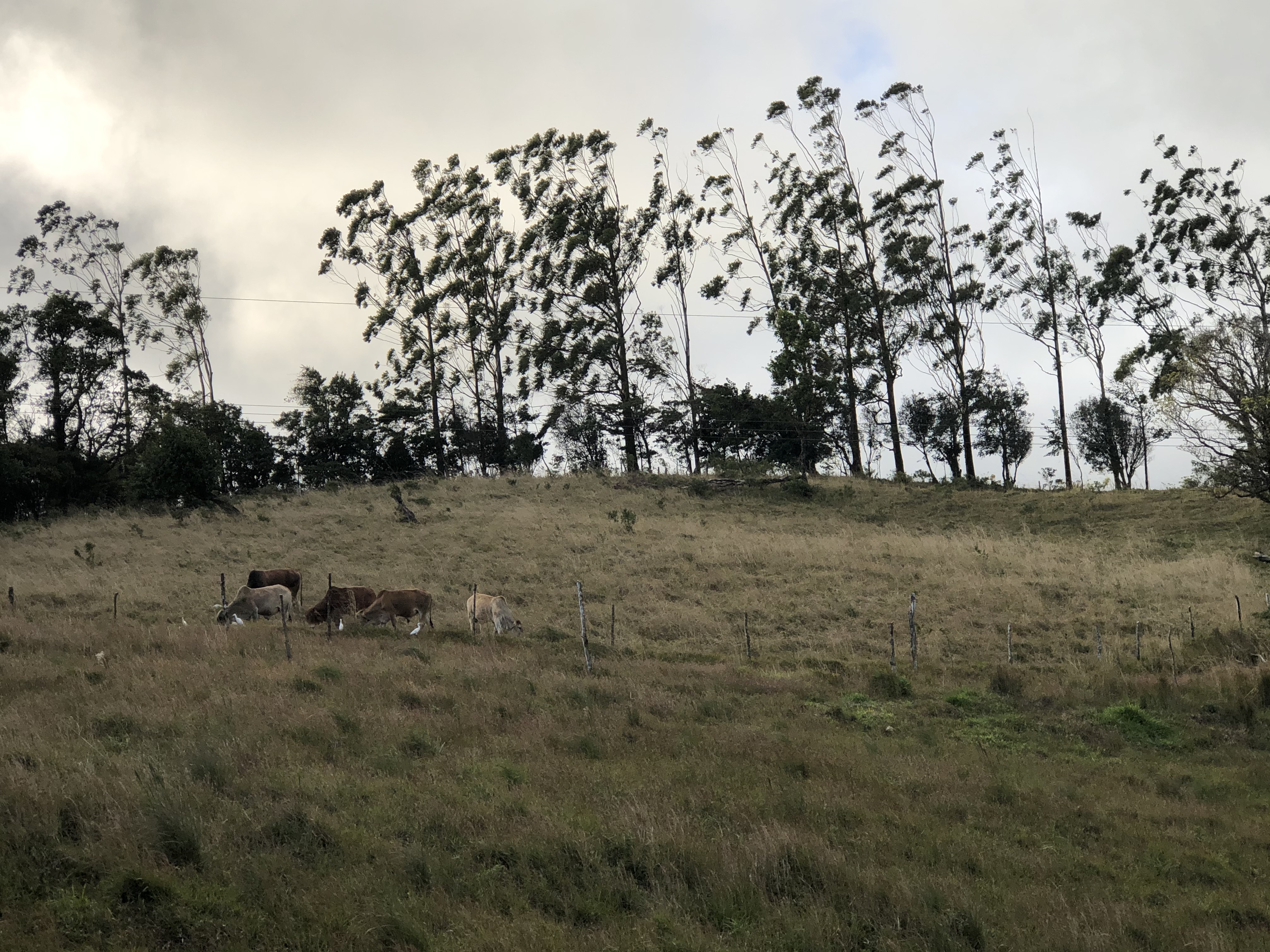 2.26 Acre Lot with Stunning Views Of Lake Arenal and Volcano in Nuevo Arenal  photo 23