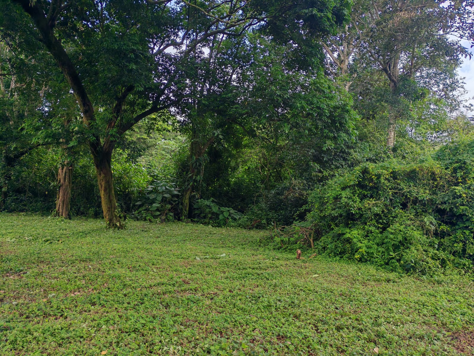 15,750 m² Lakefront Lot with Volcano Views, Fruit Trees & Direct Lake Access  photo 14