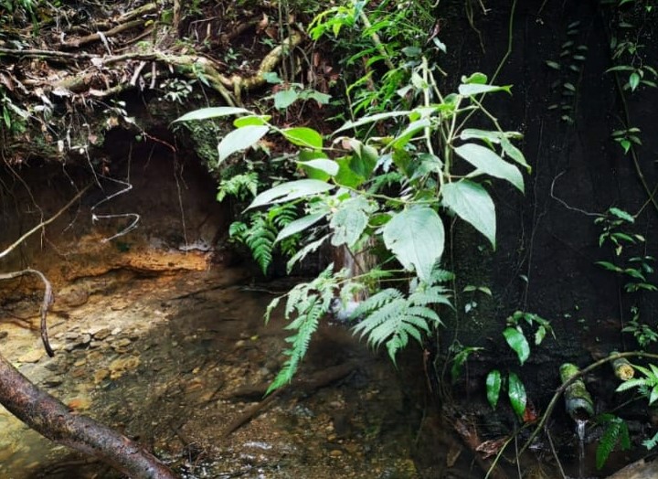 Incredible 9 Hectare Farm w/ Water Galore, Rivers, Springs & Creeks photo 6