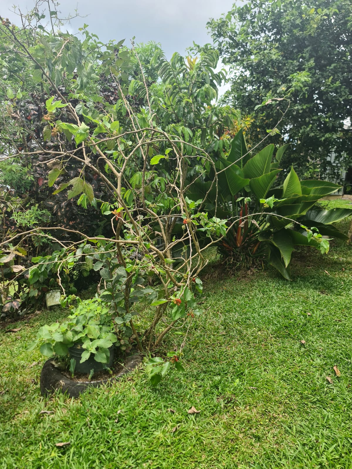 Charming, 3 BD, 1 BA, Tico Home with Tons of Potential in Nuevo Arenal  photo 15