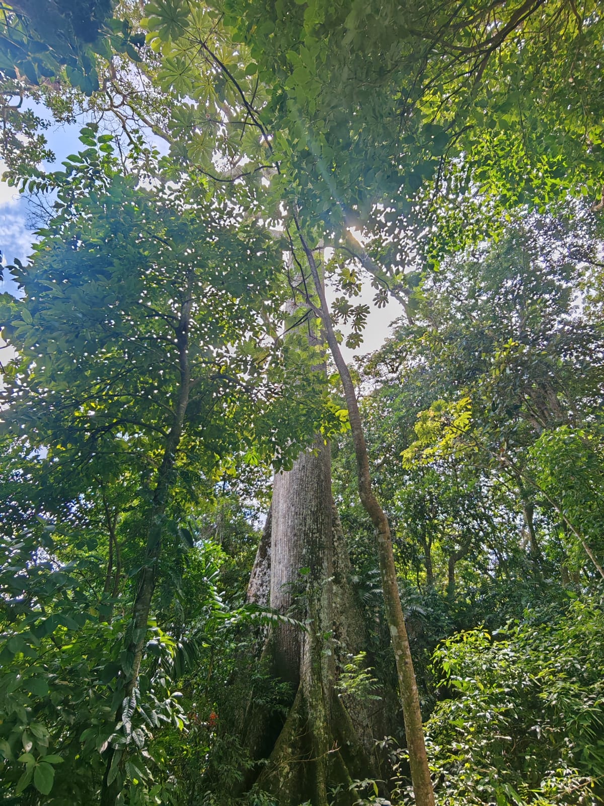 15,750 m² Lakefront Lot with Volcano Views, Fruit Trees & Direct Lake Access  photo 17