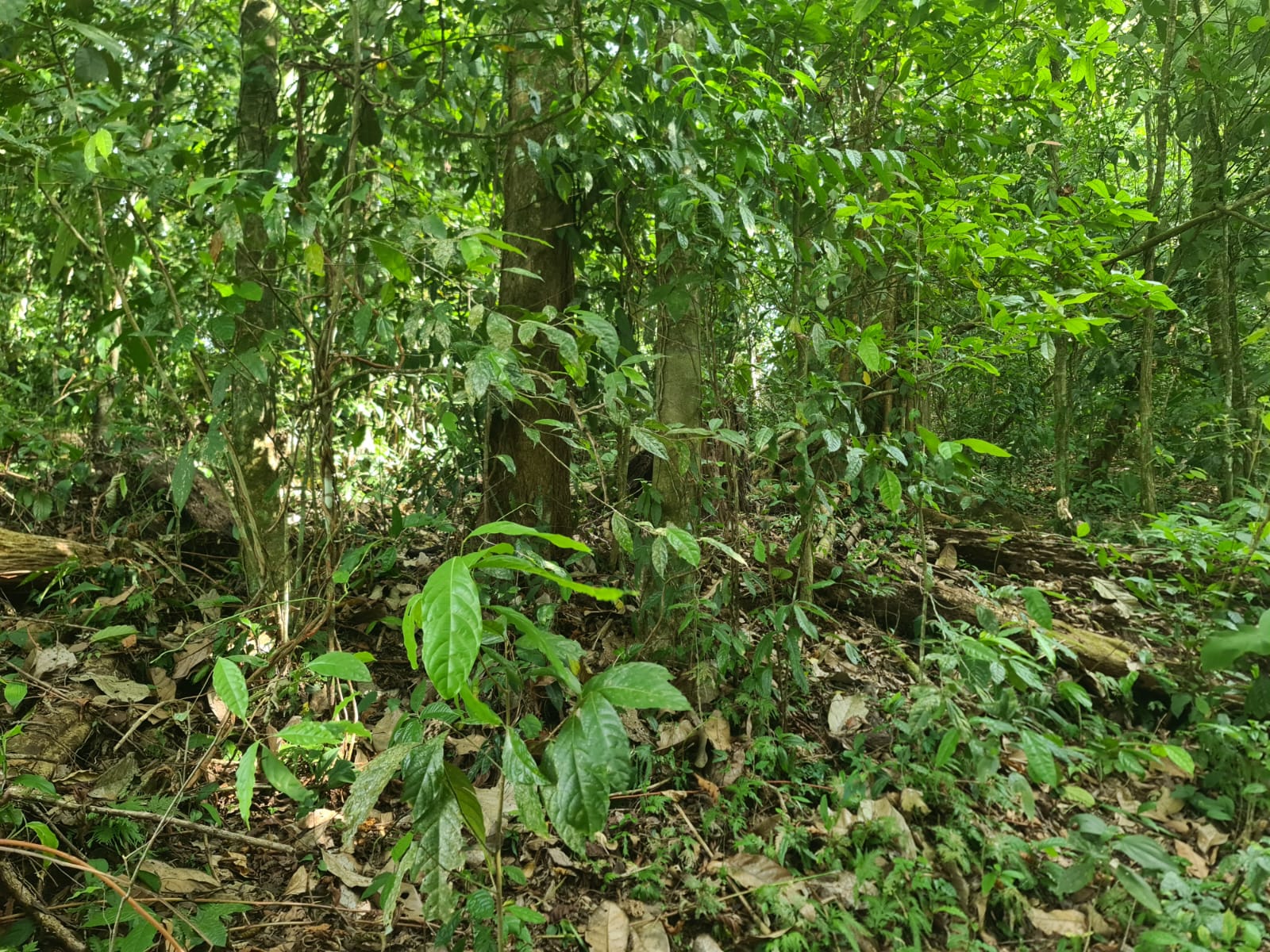 Gorgeous 50,372 m2 (12,4 acre) Farm In Cabanga, Guatuso photo 14