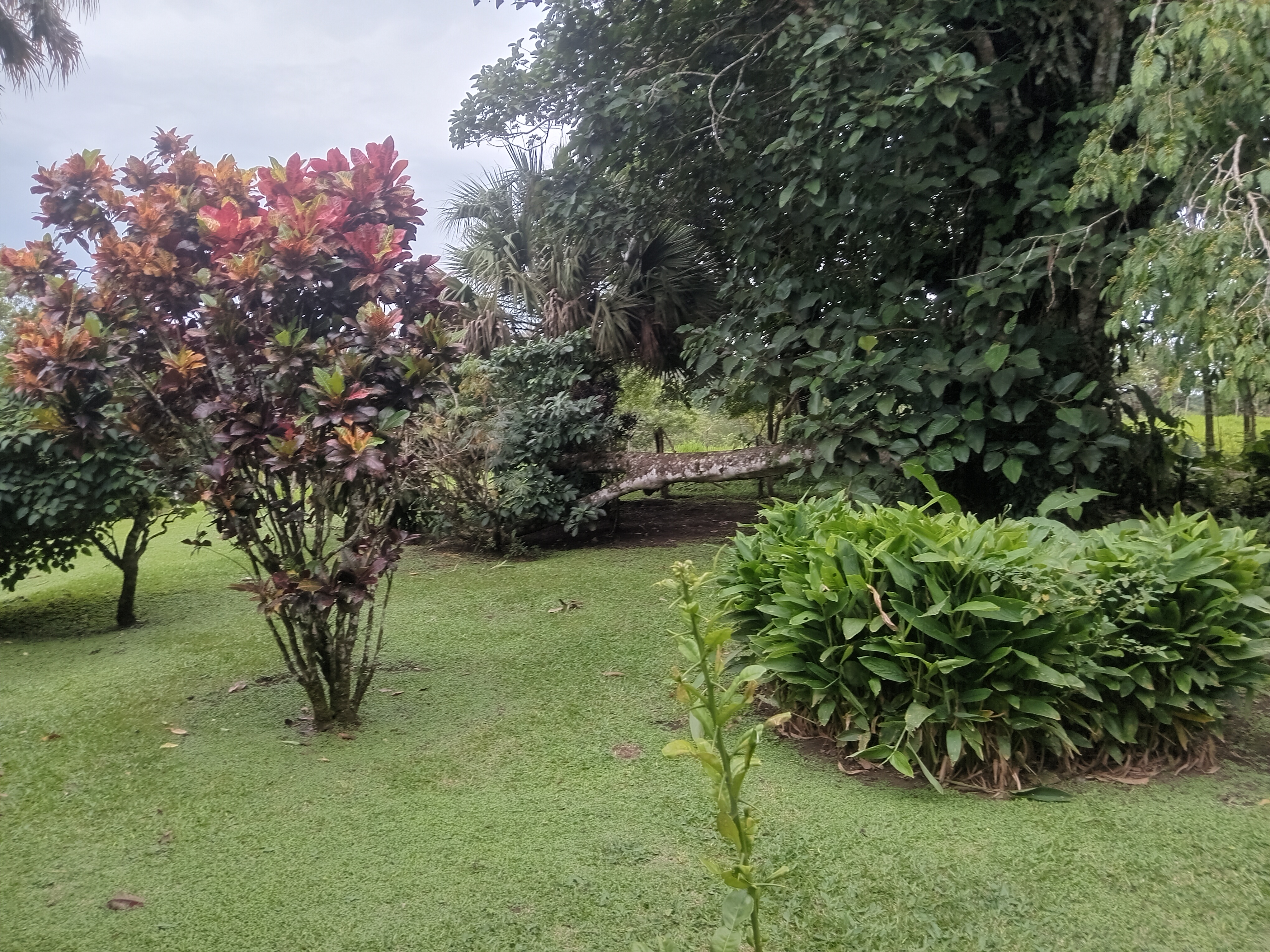 Commercial property: main house + 5 cabins + greenhouse + stable in Cinco Esquinas  photo 86