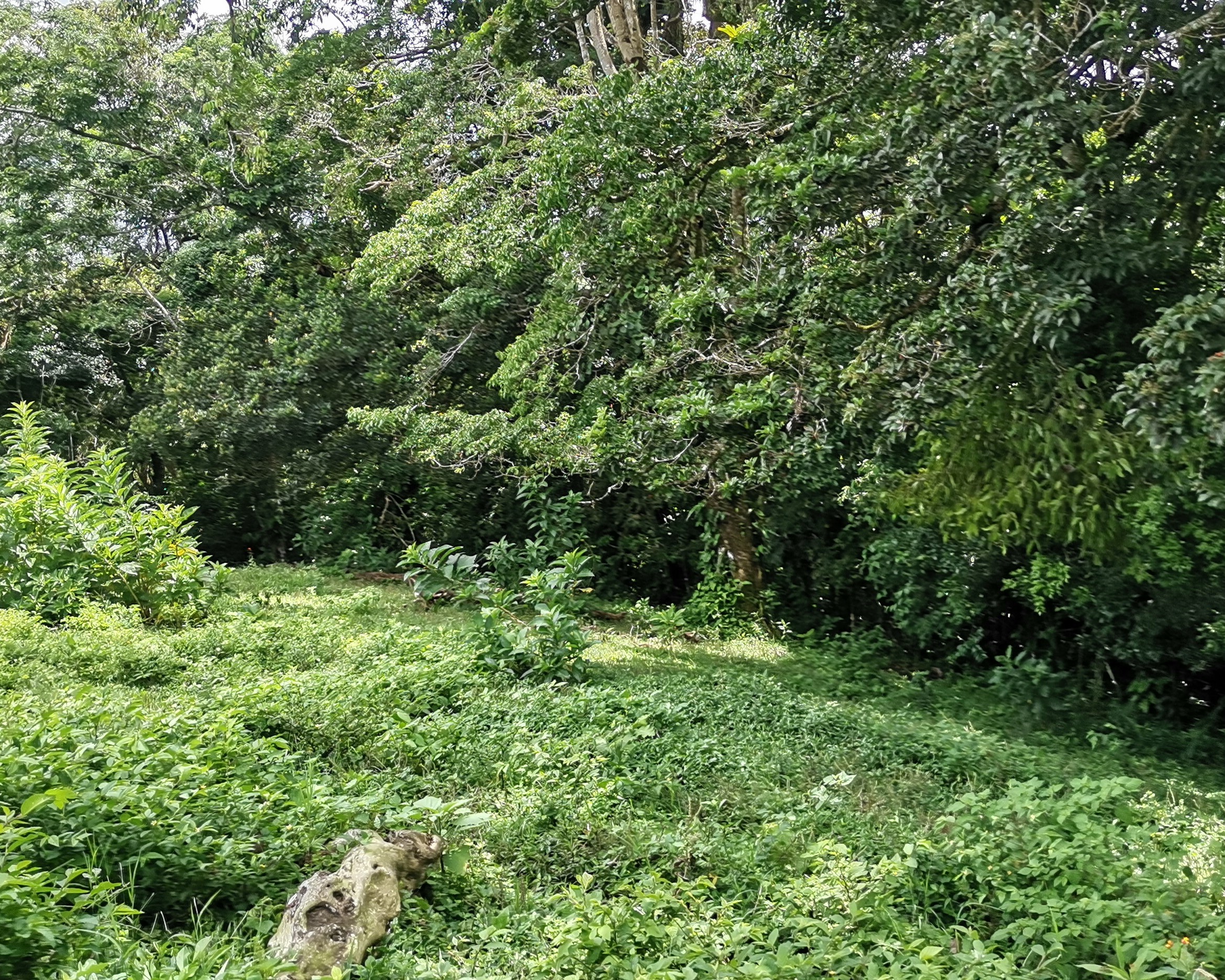 Magnificent 24,811m2 Lake and Volcano View Parcel with Huge Views in Tronadora photo 33