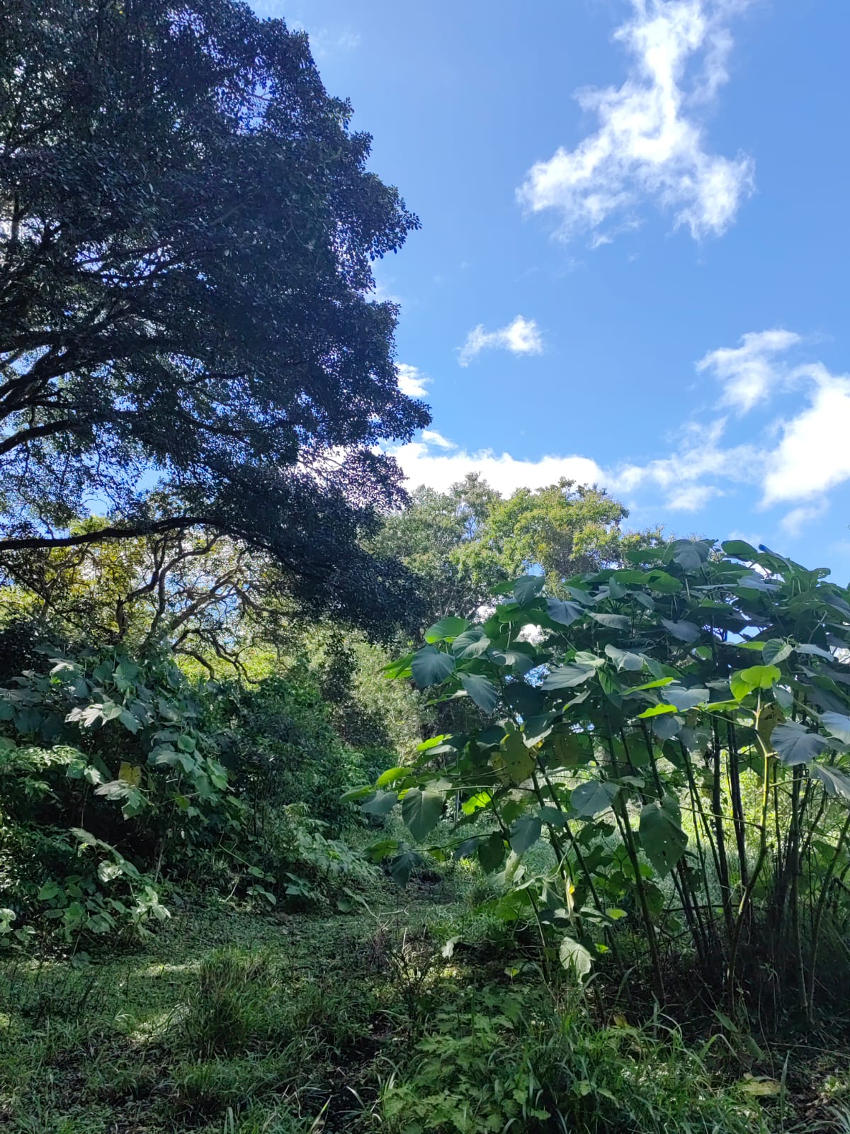 Large Lake view lot of 12,159 square meters in San Luis, Tilarán  photo 14