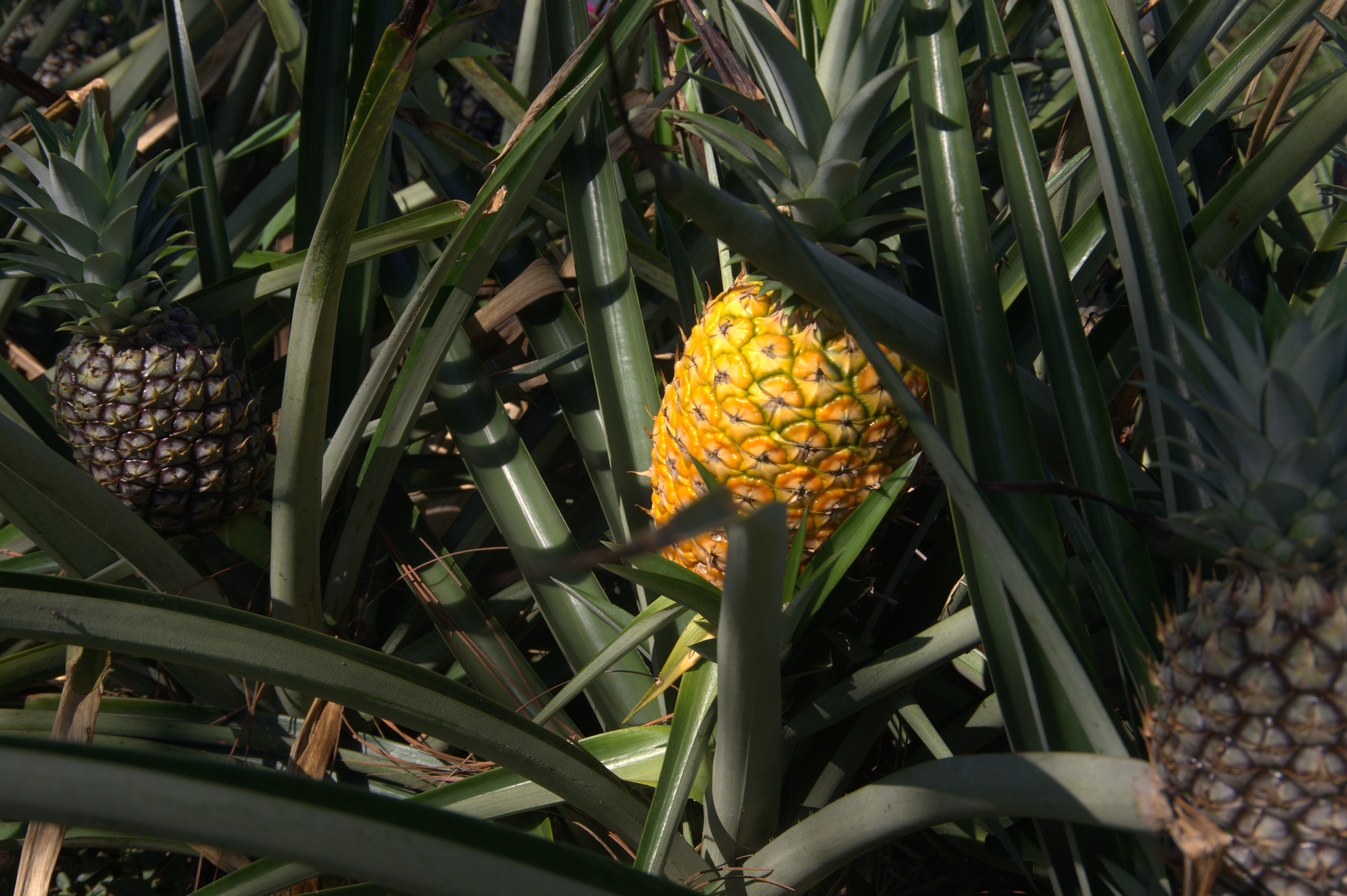 Luxury 7.41 Acre Estate 13 BD 10 BA w/ beautiful views of Lake Arenal & the Volcano  photo 72