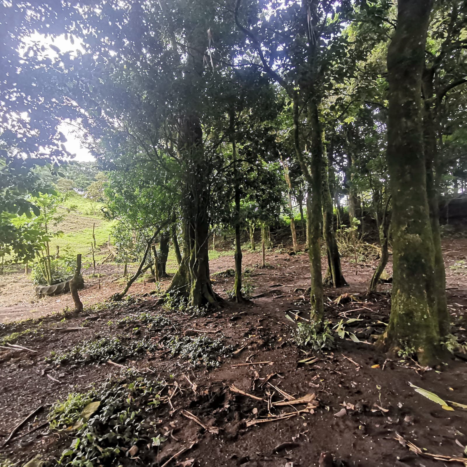 Sprawling 7 Hectare (17.3 acre) Mountain View Farm in Tilaran  photo 9