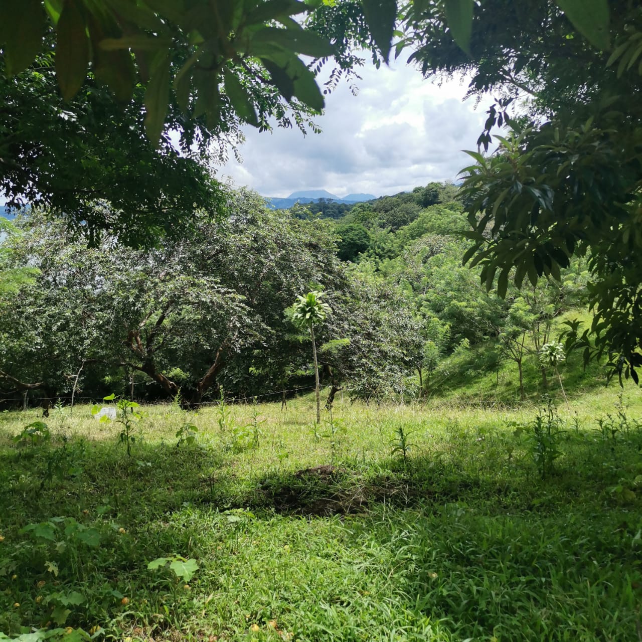 Large, Lake and Volcano View Parcel with Modest Tico Home and LAKE ACCESS  photo 21