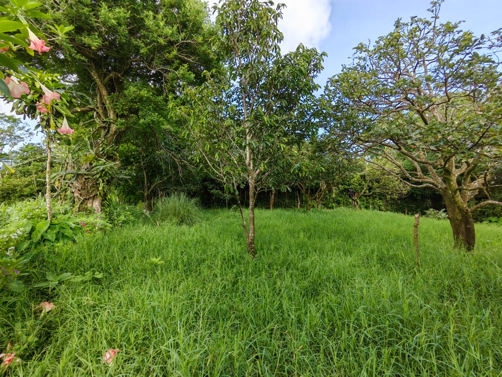 11,800m2 Producing Fruit Farm with Private Well + Modest Tico Home  photo 39