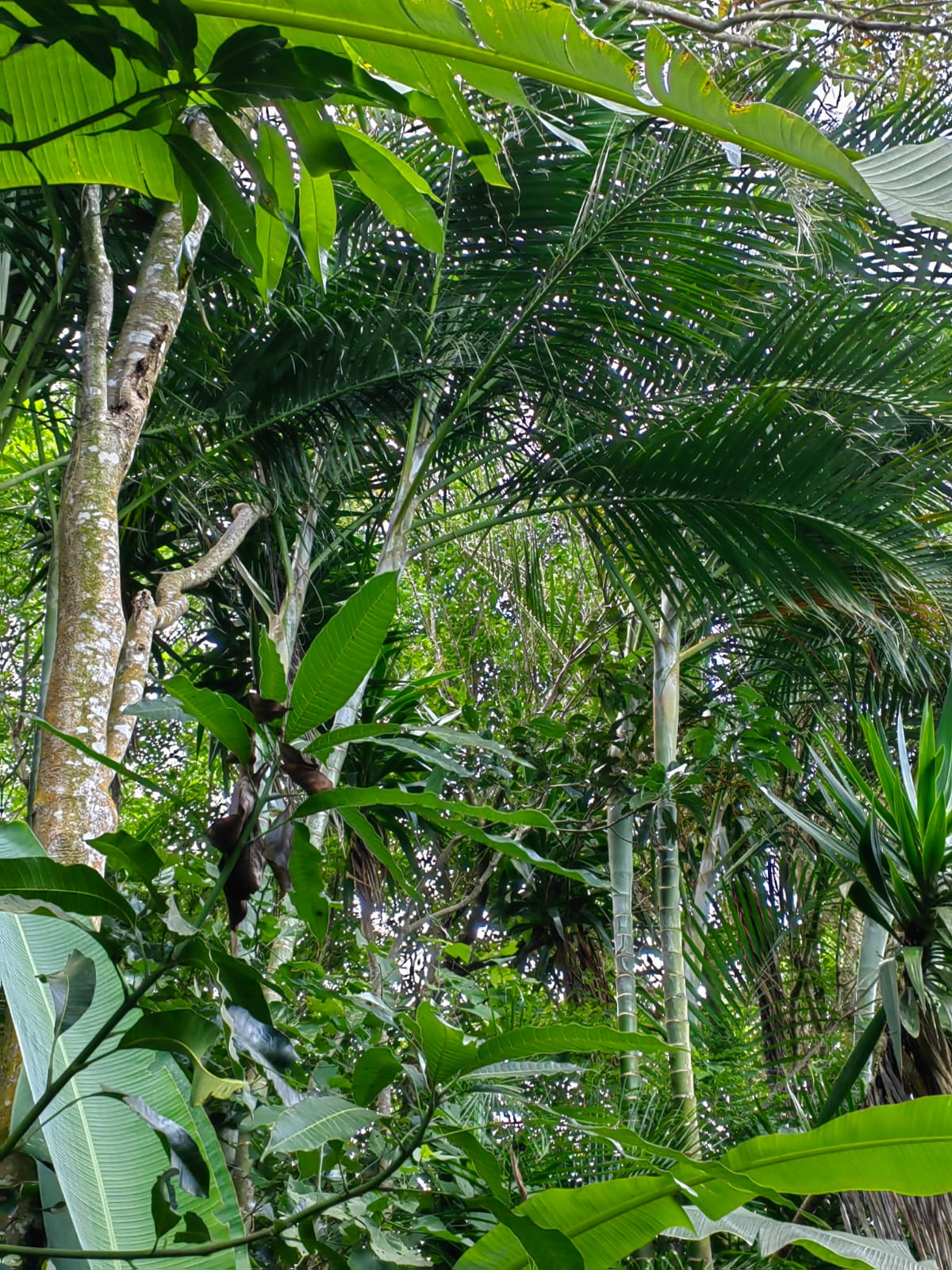 11,800m2 Producing Fruit Farm with Private Well + Modest Tico Home  photo 23