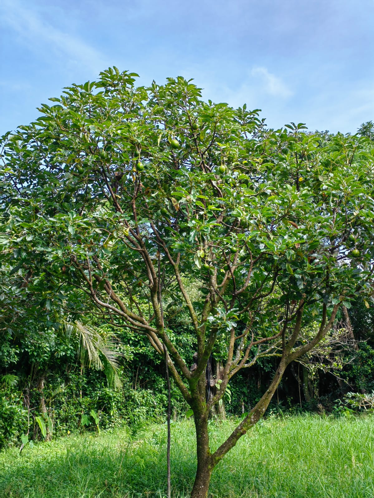 11,800m2 Producing Fruit Farm with Private Well + Modest Tico Home  photo 33