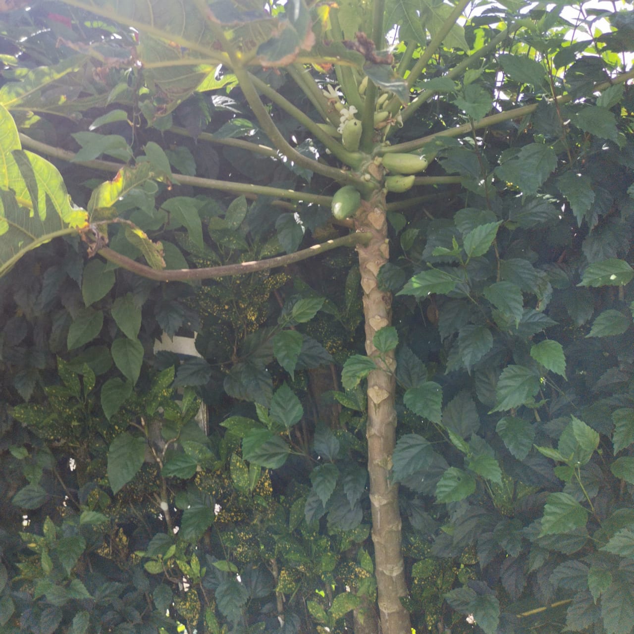 Lovely 2  Story Home + 2 Rental Cabins near Downtown Nuevo Arenal photo 35