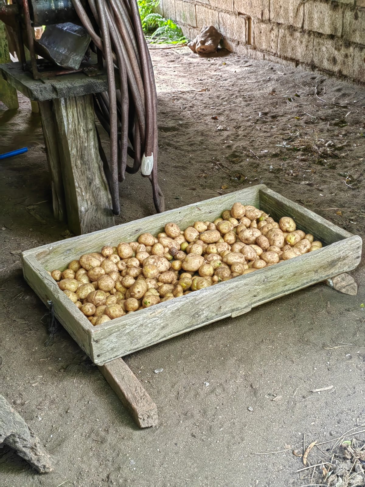 11,800m2 Producing Fruit Farm with Private Well + Modest Tico Home  photo 46