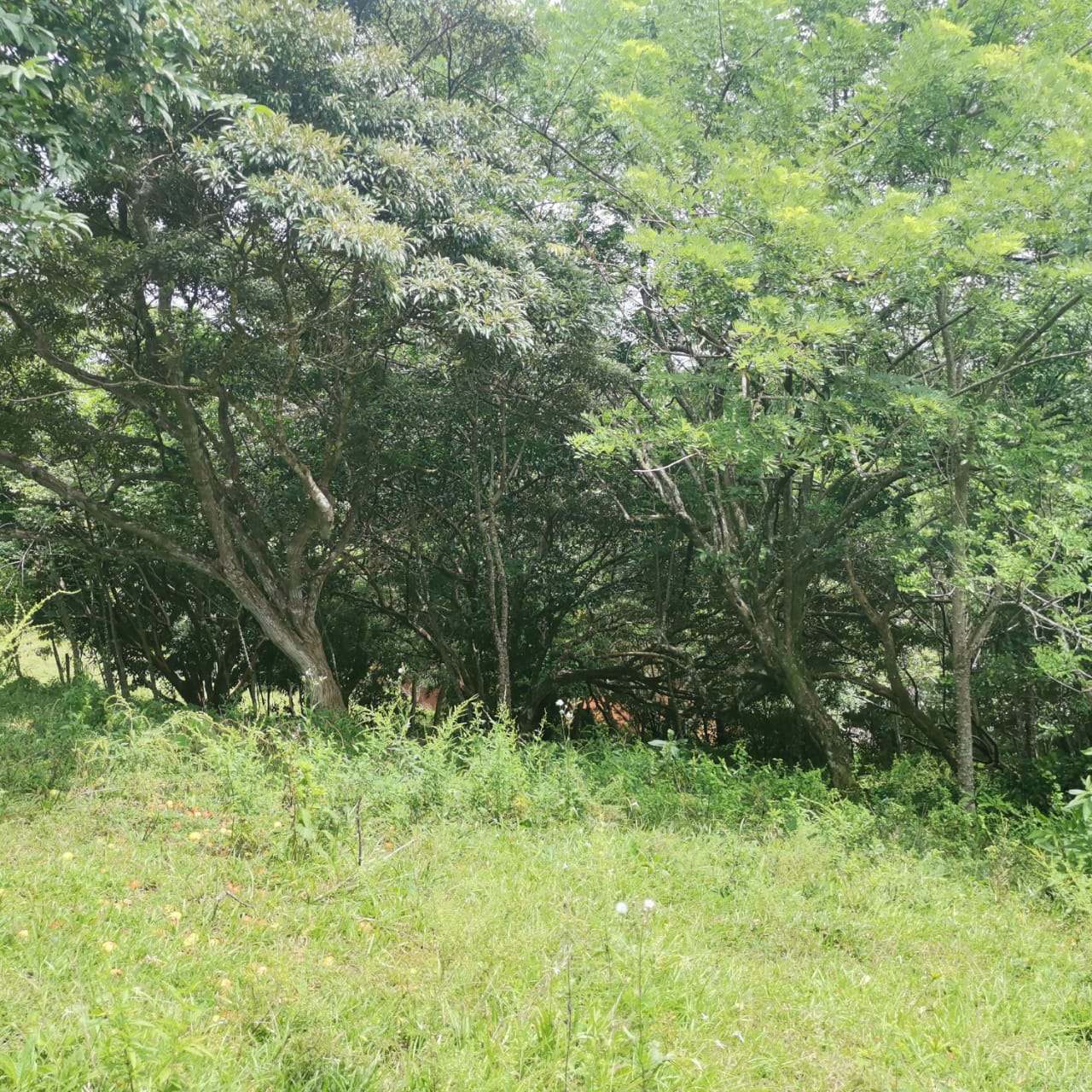 Large, Lake and Volcano View Parcel with Modest Tico Home and LAKE ACCESS  photo 34