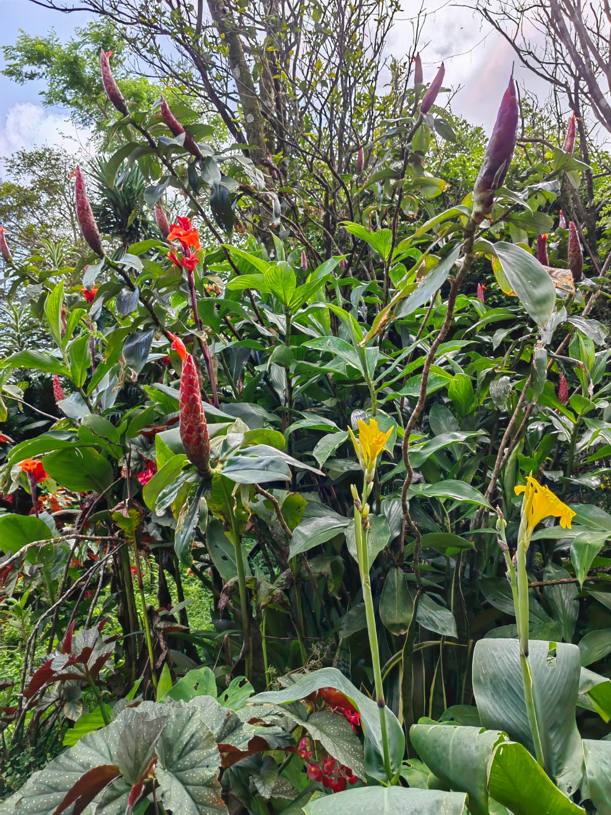 11,800m2 Producing Fruit Farm with Private Well + Modest Tico Home  photo 26