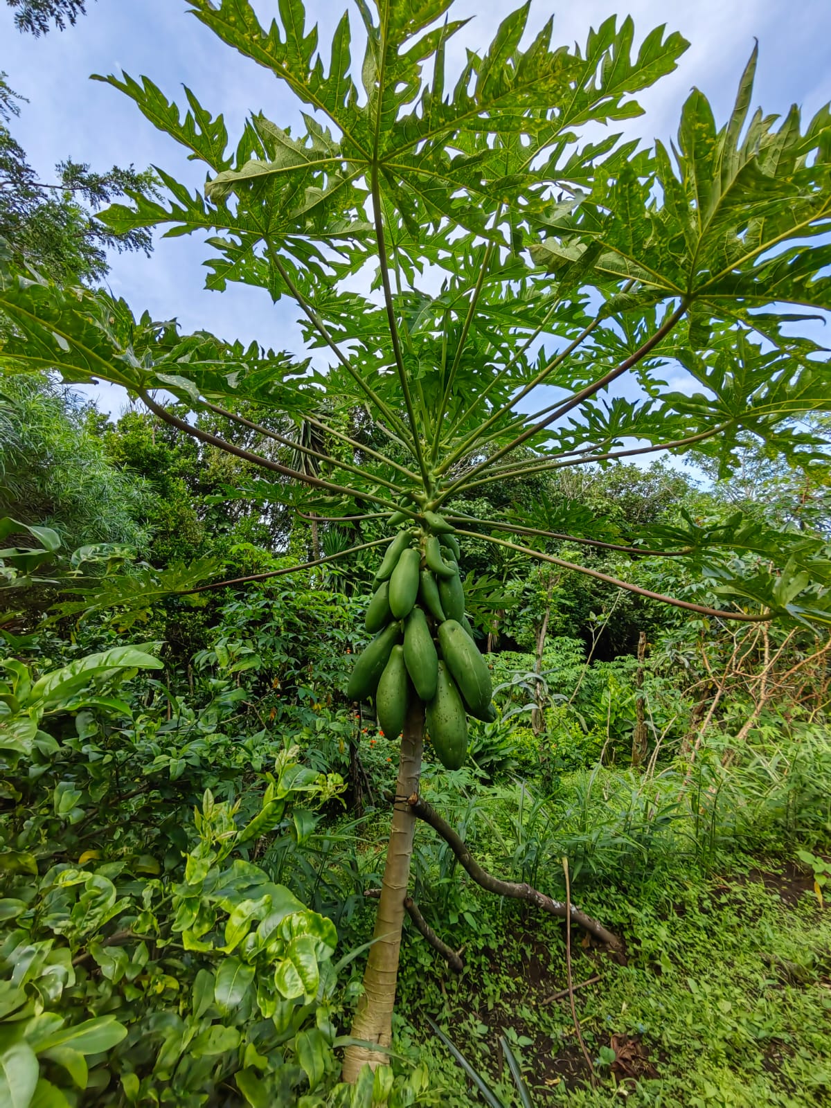 11,800m2 Producing Fruit Farm with Private Well + Modest Tico Home  photo 37