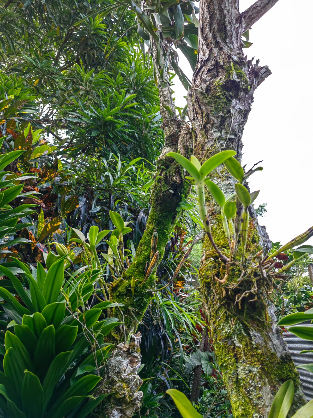 11,800m2 Producing Fruit Farm with Private Well + Modest Tico Home  photo 27