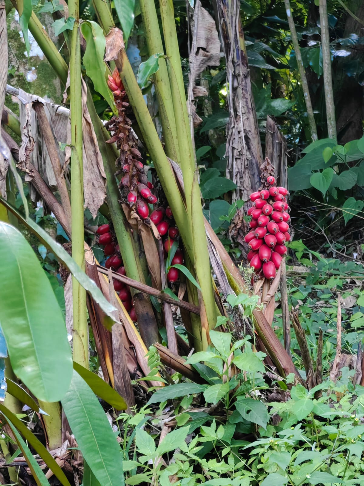 11,800m2 Producing Fruit Farm with Private Well + Modest Tico Home  photo 12