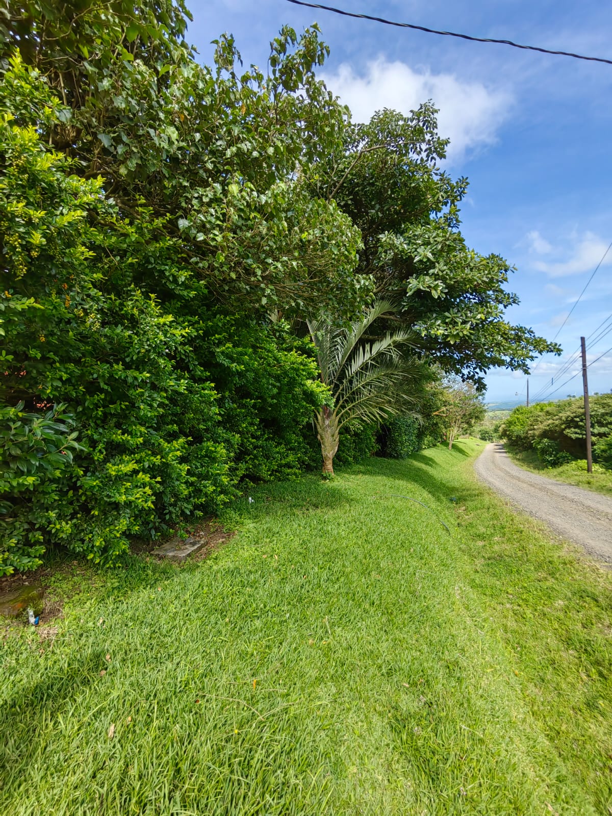 11,800m2 Producing Fruit Farm with Private Well + Modest Tico Home  photo 54