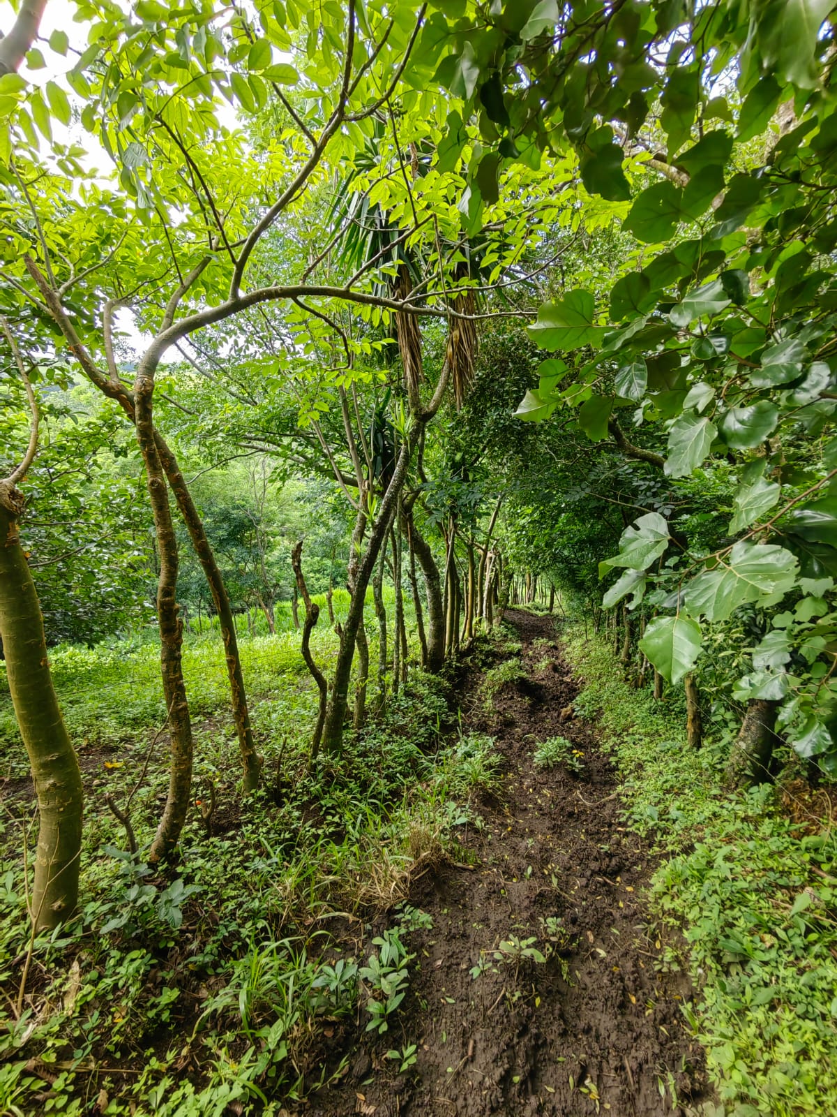 11,800m2 Producing Fruit Farm with Private Well + Modest Tico Home  photo 14