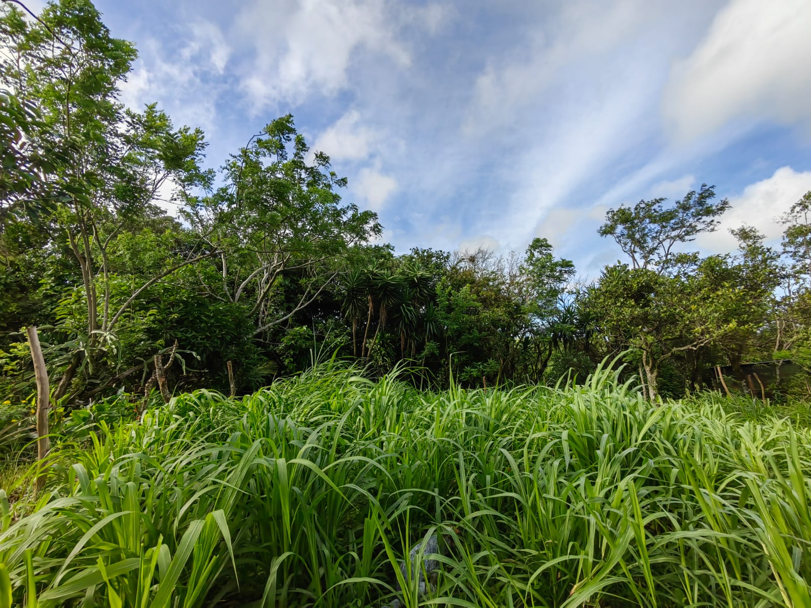 11,800m2 Producing Fruit Farm with Private Well + Modest Tico Home  photo 42