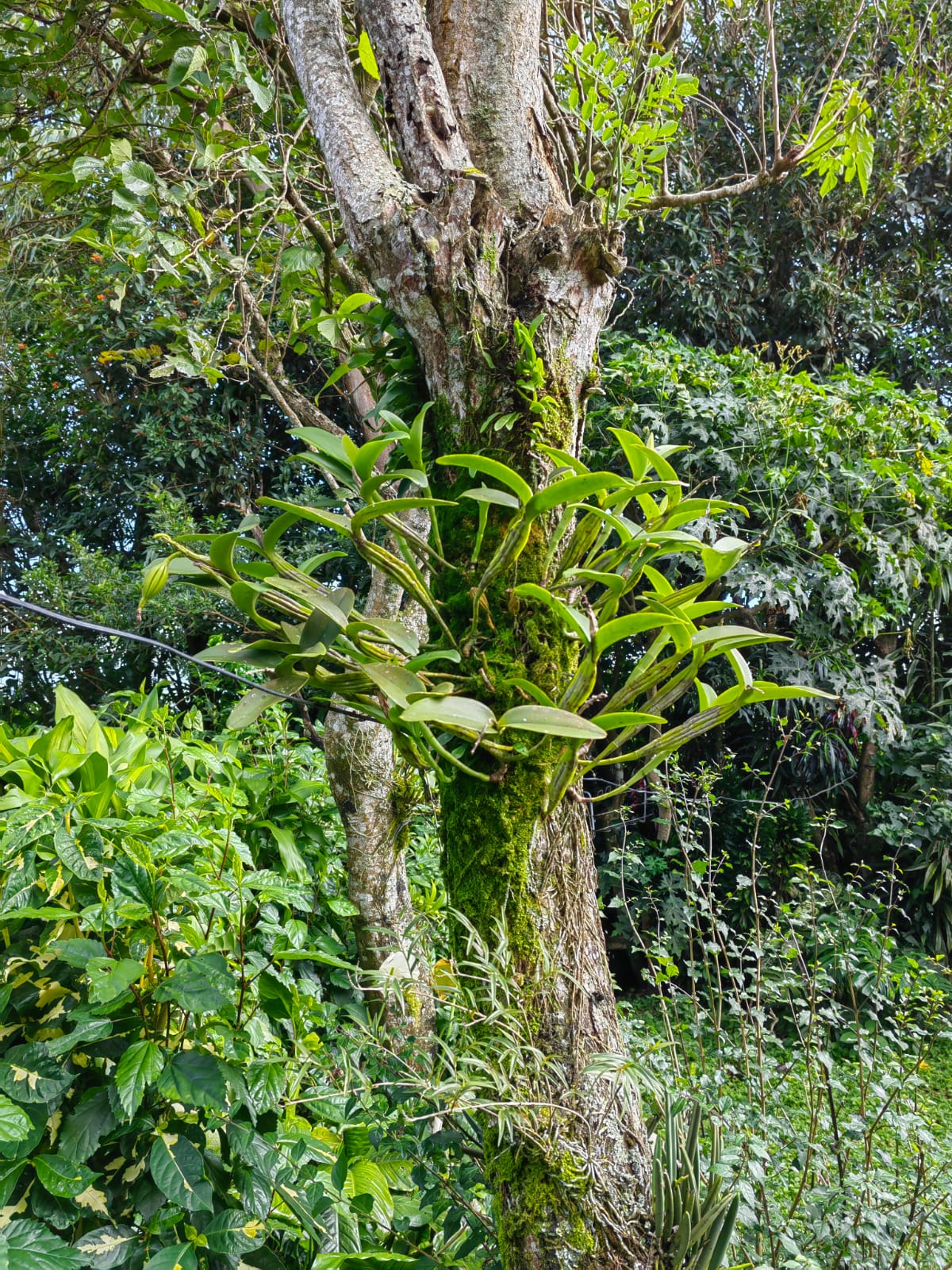 11,800m2 Producing Fruit Farm with Private Well + Modest Tico Home  photo 29