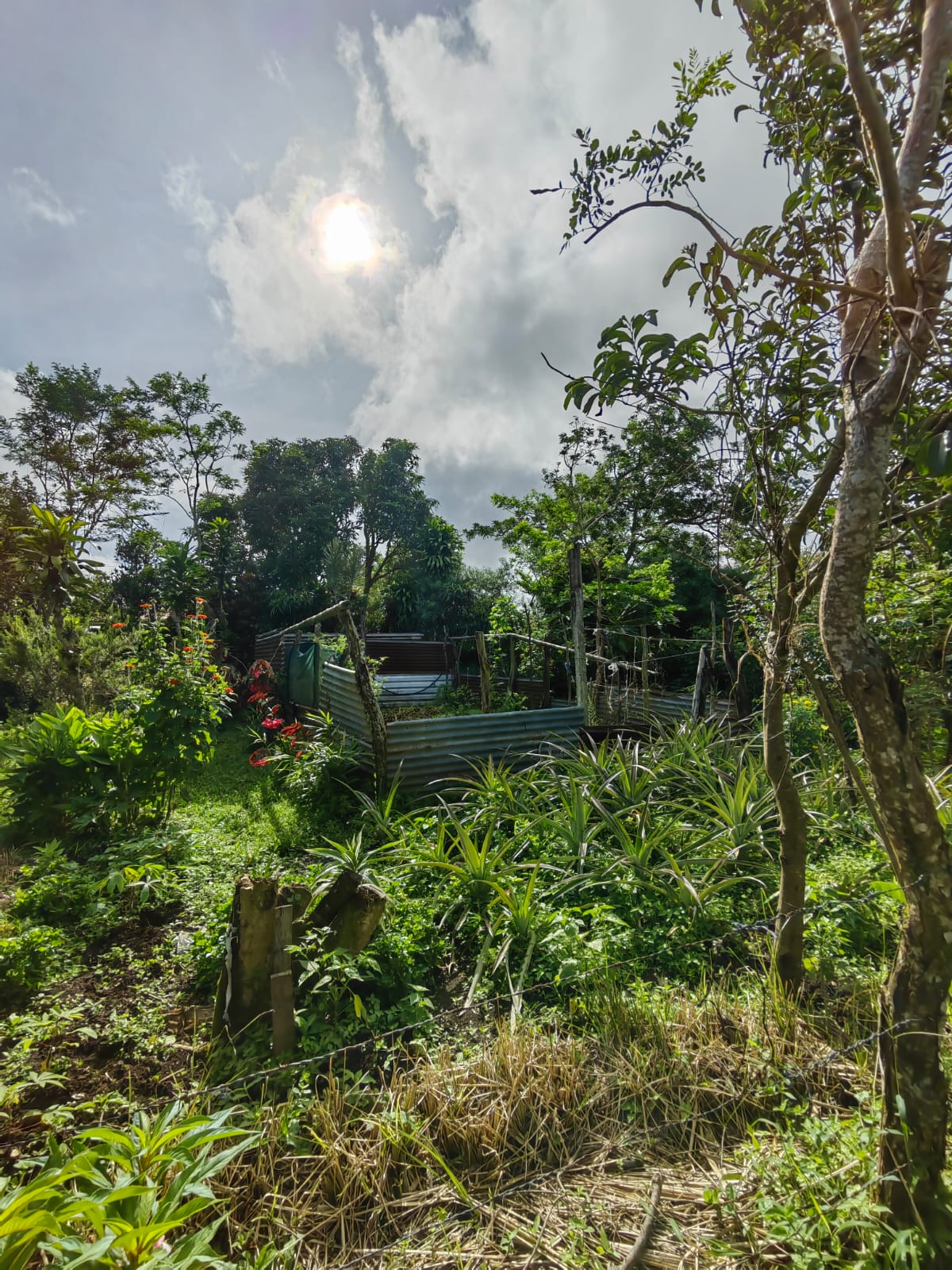 11,800m2 Producing Fruit Farm with Private Well + Modest Tico Home  photo 45