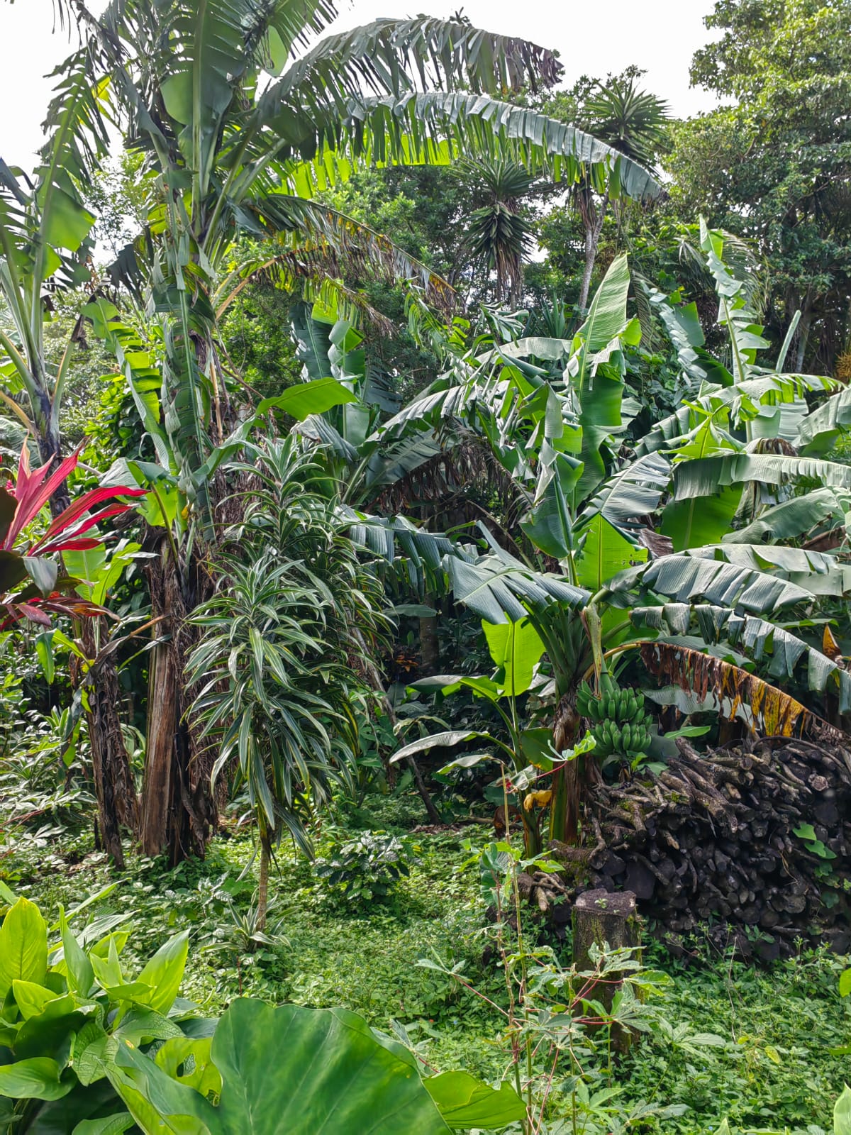 11,800m2 Producing Fruit Farm with Private Well + Modest Tico Home  photo 19