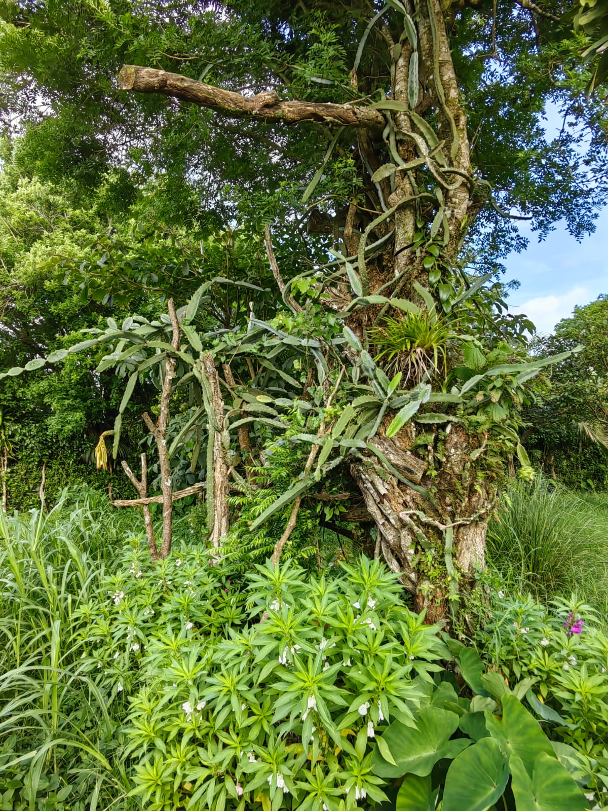 11,800m2 Producing Fruit Farm with Private Well + Modest Tico Home  photo 70