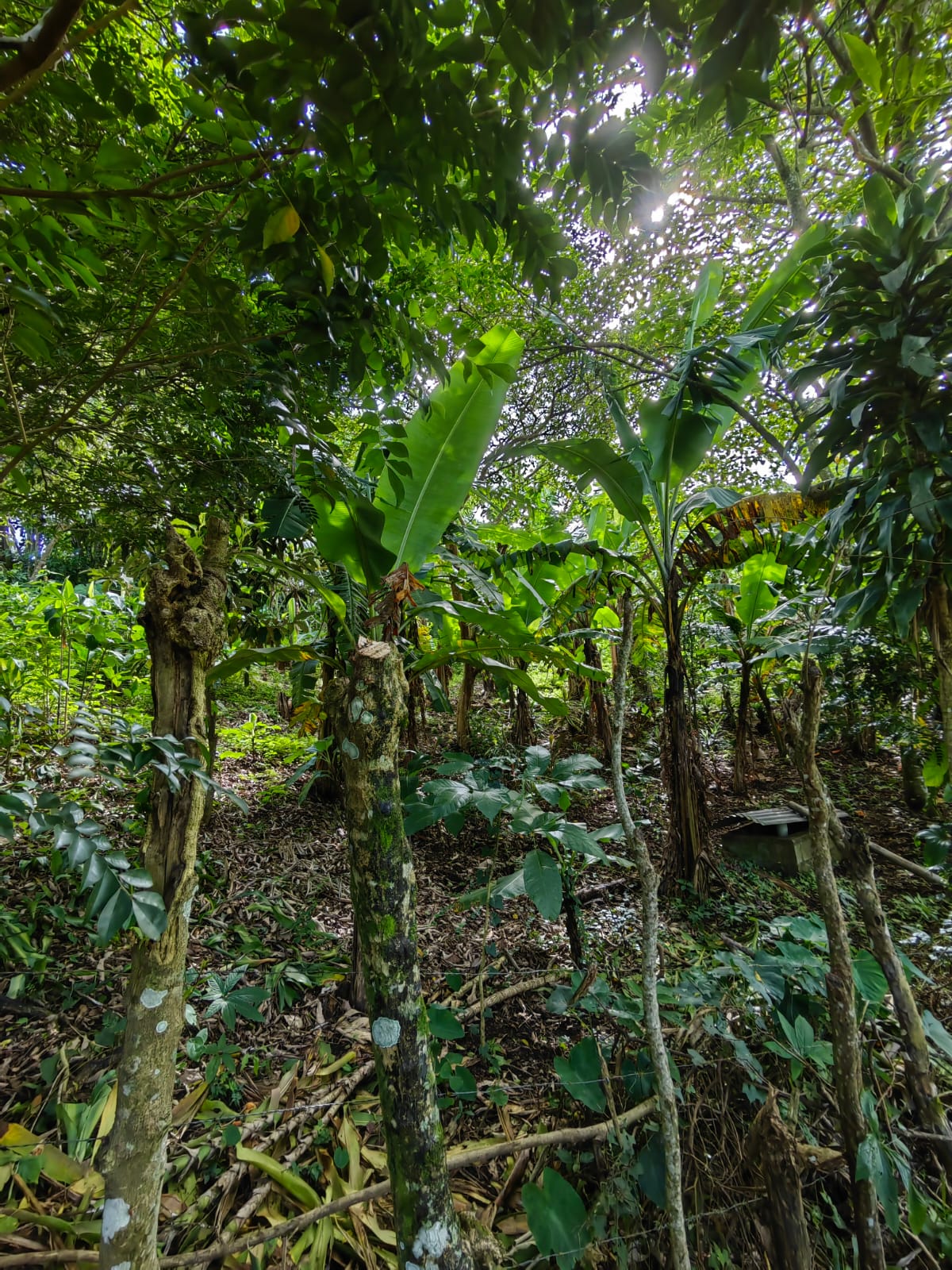 11,800m2 Producing Fruit Farm with Private Well + Modest Tico Home  photo 51