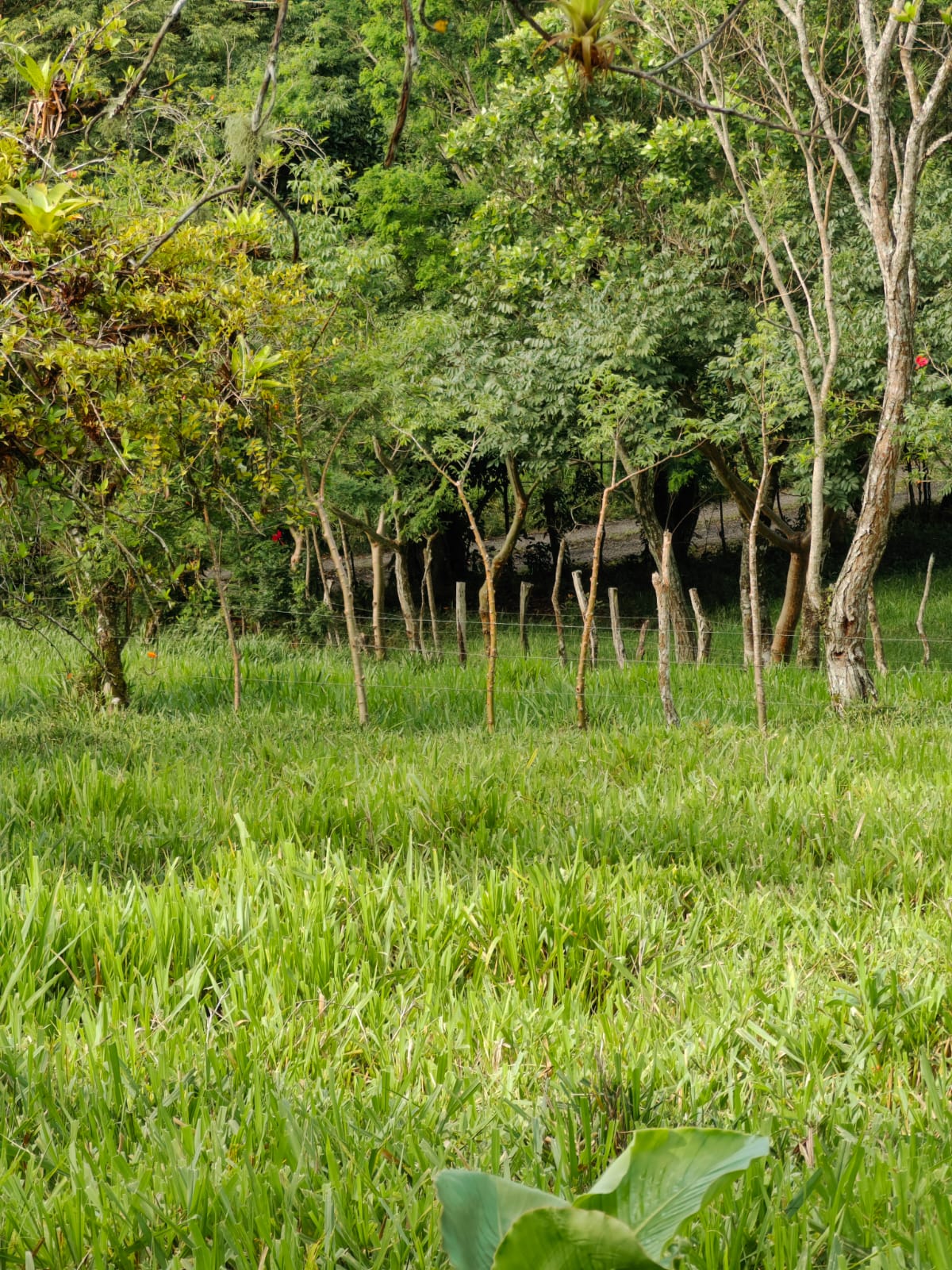 11,800m2 Producing Fruit Farm with Private Well + Modest Tico Home  photo 6