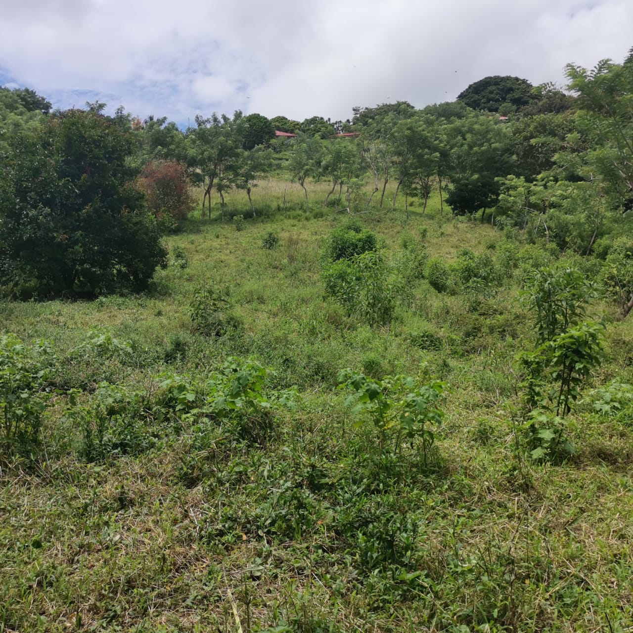 Large, Lake and Volcano View Parcel with Modest Tico Home and LAKE ACCESS  photo 41