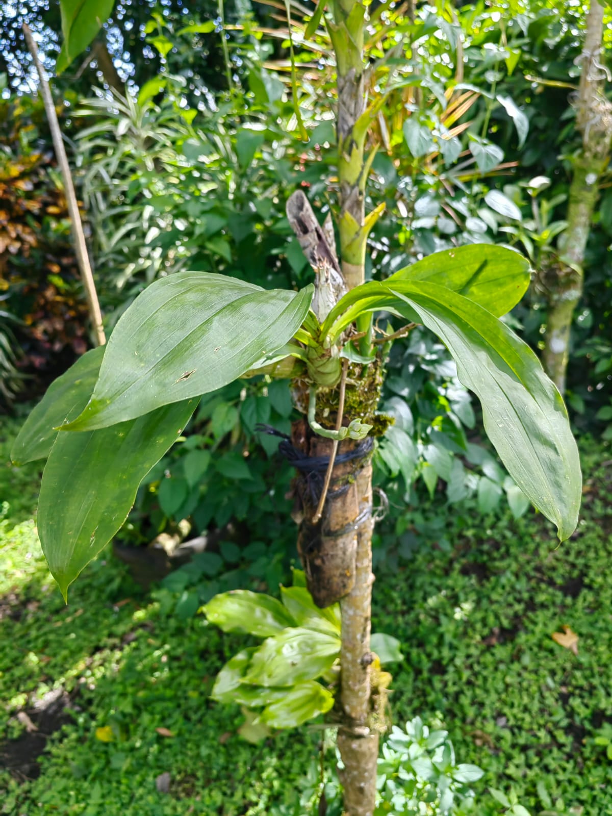 11,800m2 Producing Fruit Farm with Private Well + Modest Tico Home  photo 31