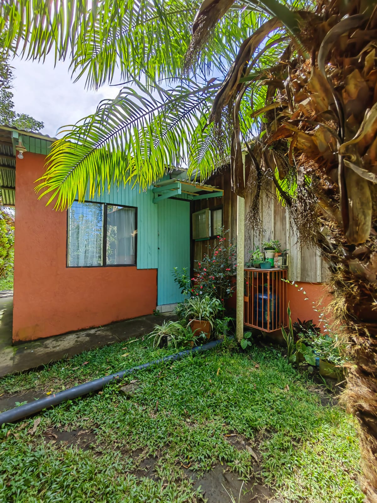 11,800m2 Producing Fruit Farm with Private Well + Modest Tico Home  photo 56